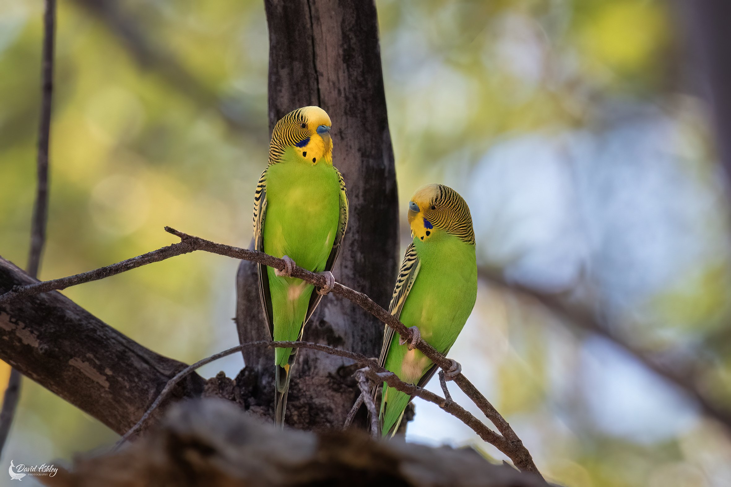 Budgerigars. (BRL55)