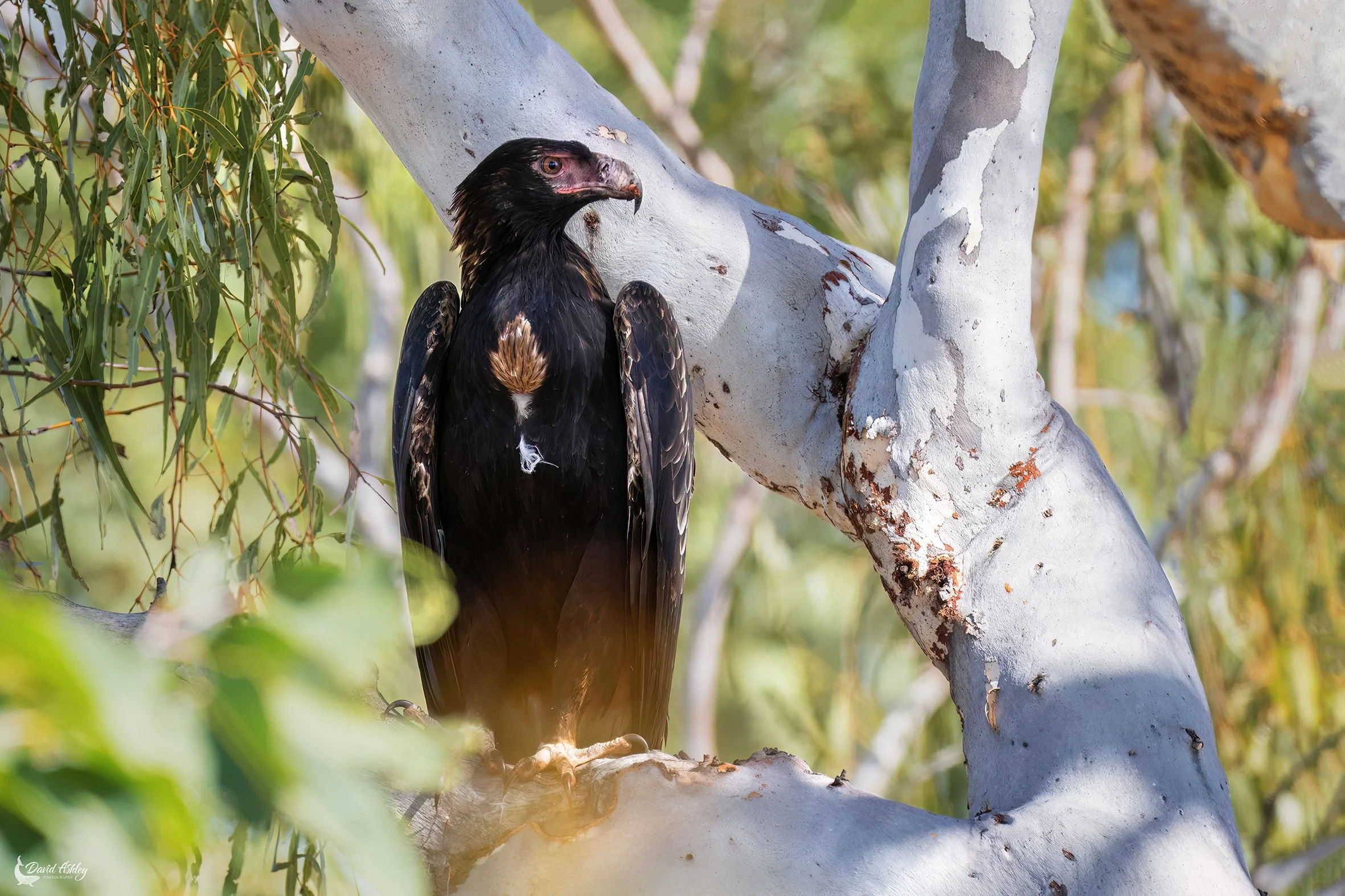 Wedge-tailed Eagle. (BRL05)