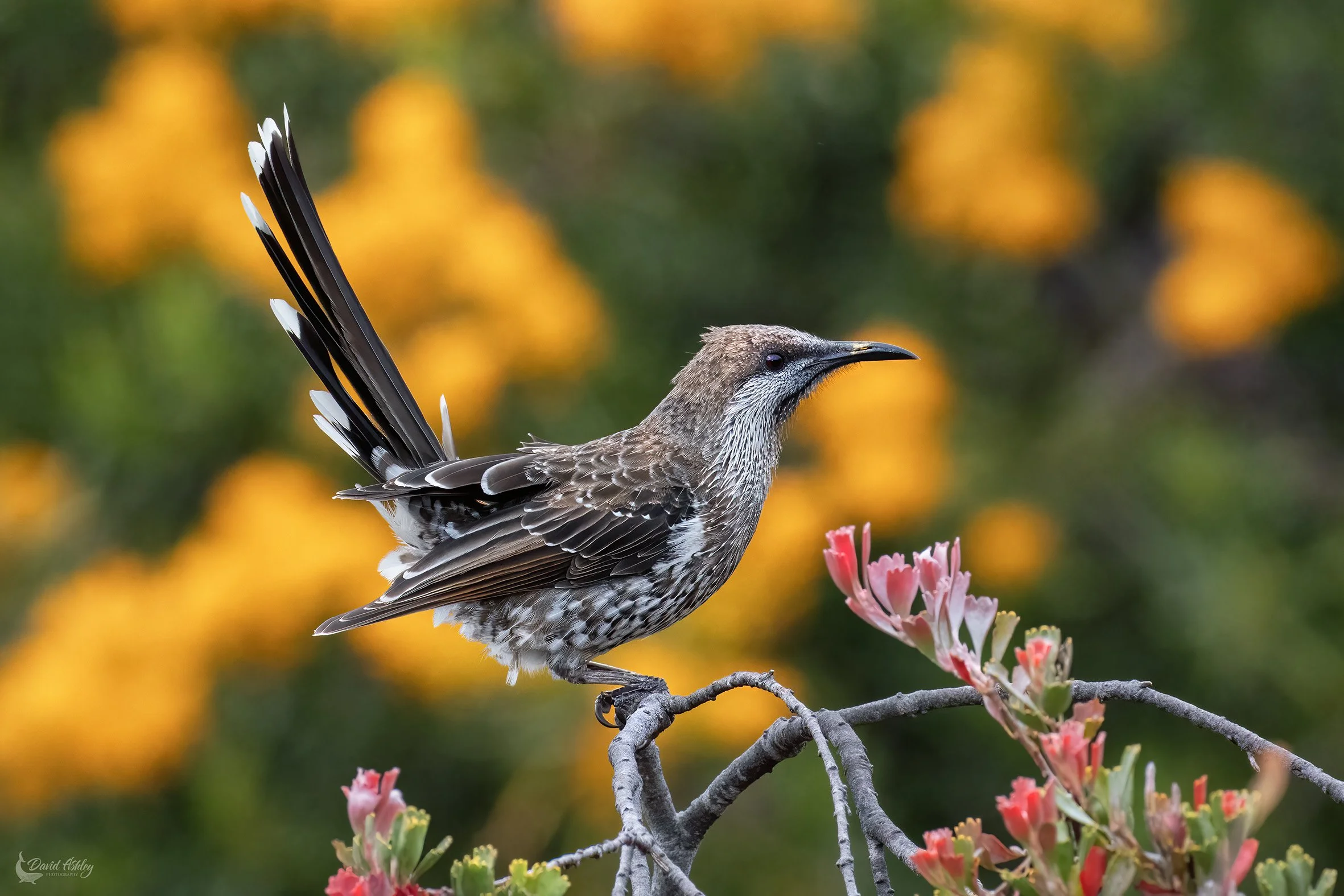 Western Wattlebird. (BRL52)