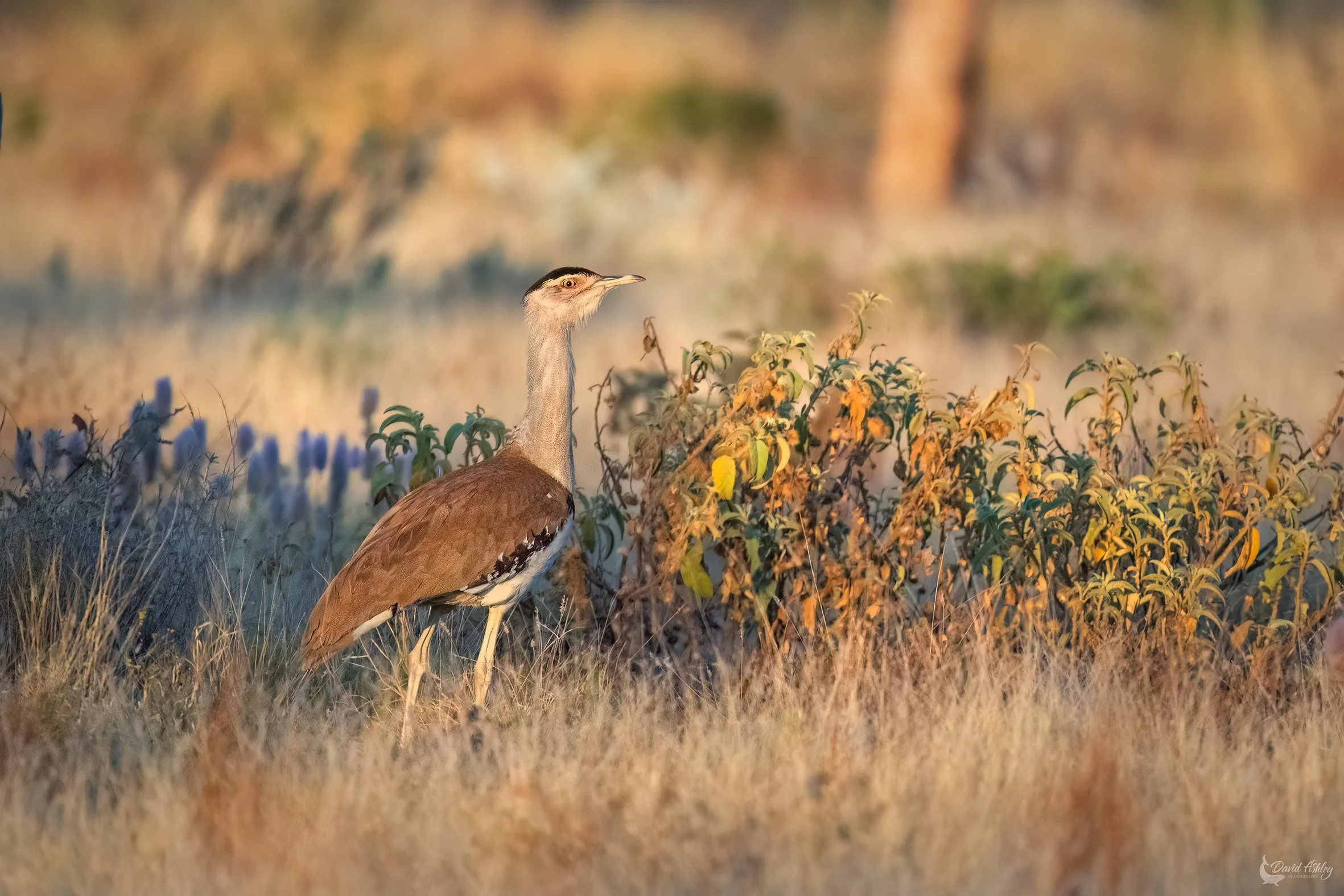 Australian Bustard. (BRL33)