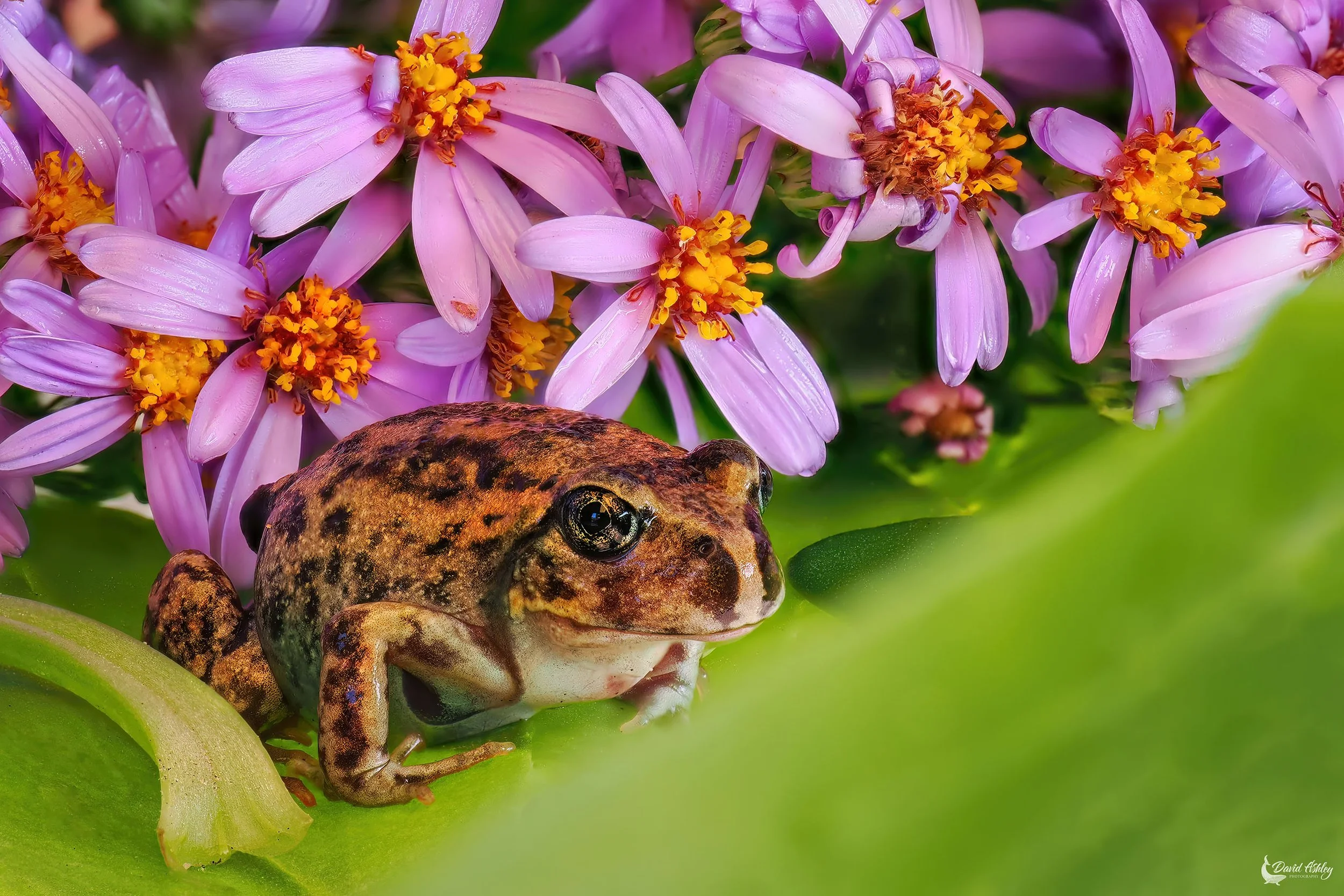 Spencers Burrowing Frog. (WDL08)