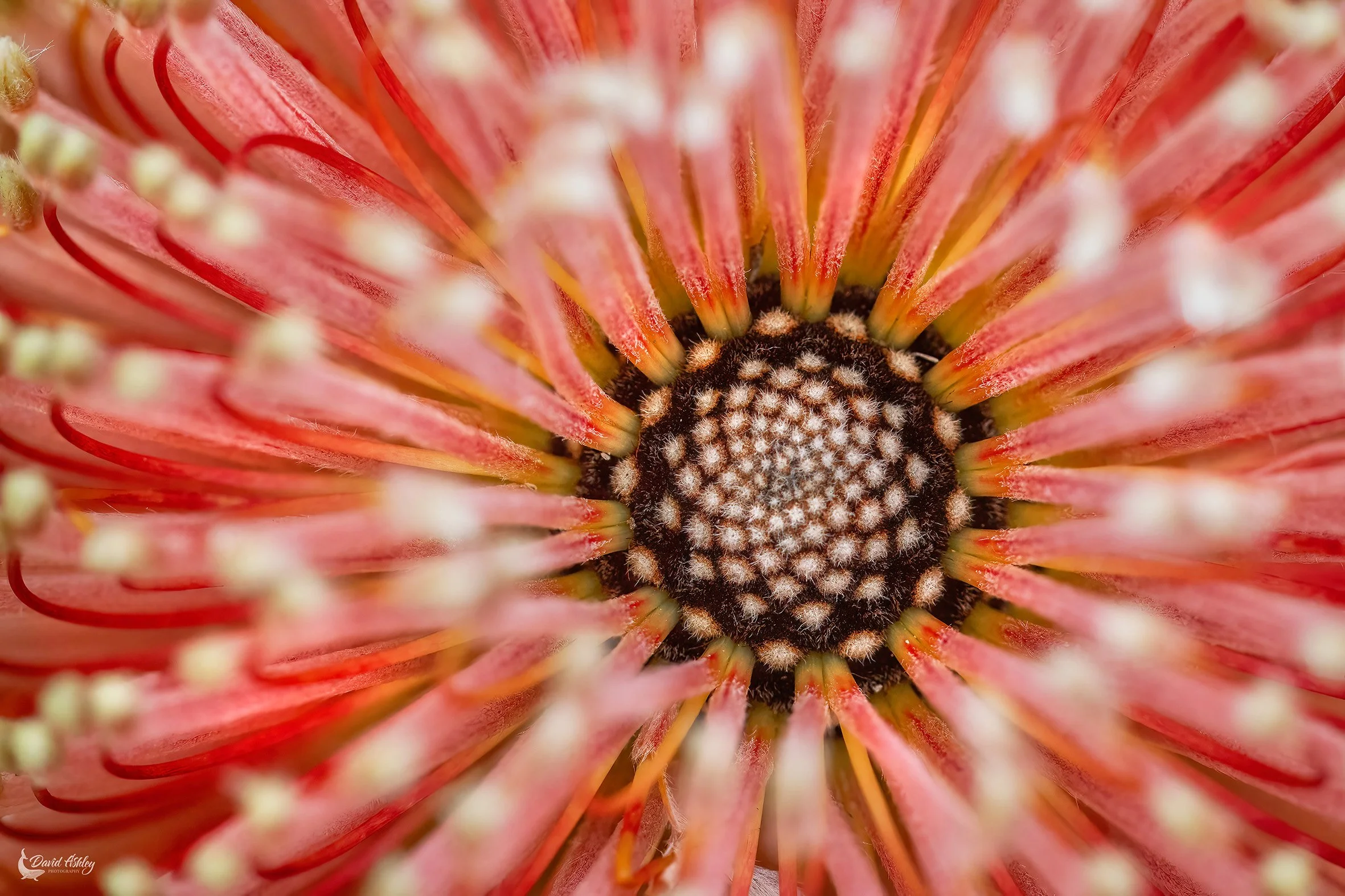 Banksia. (FWR03)