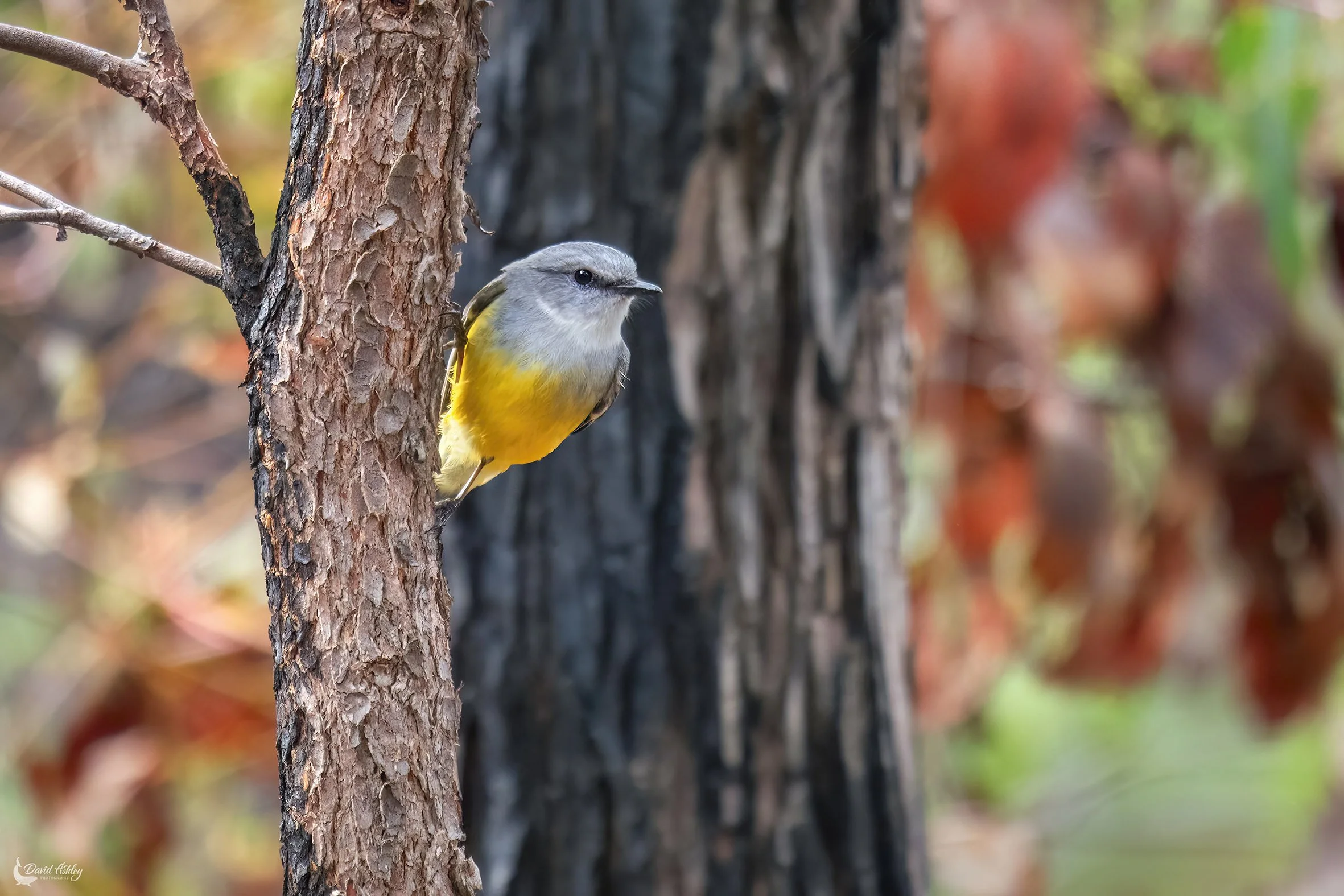 Western Yellow Robin. (BRL13)