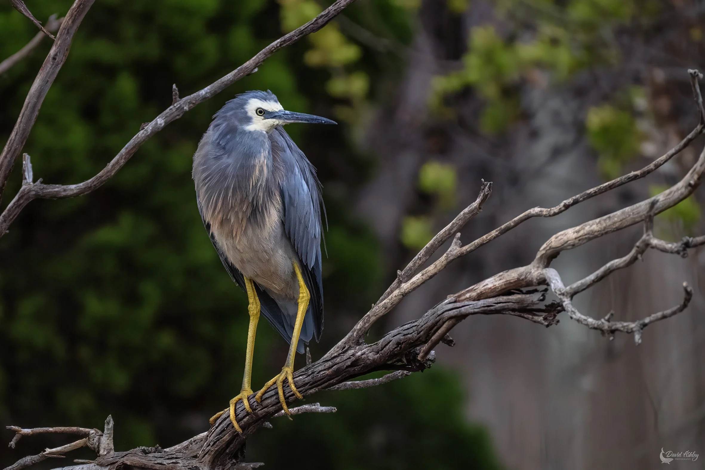 White-faced Heron. (BRL29)