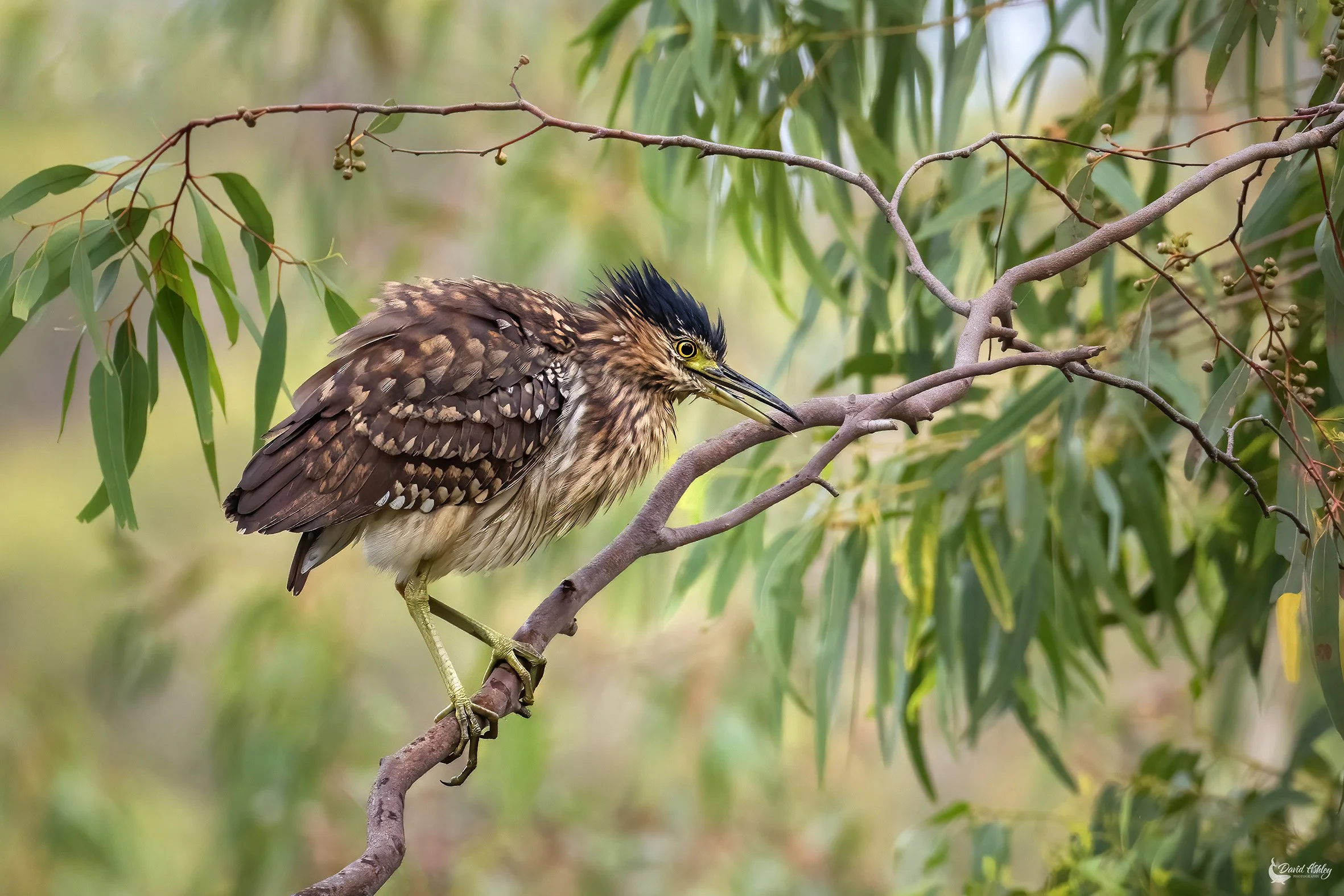 Juvenile Nankeen Night Heron. (BRL35)