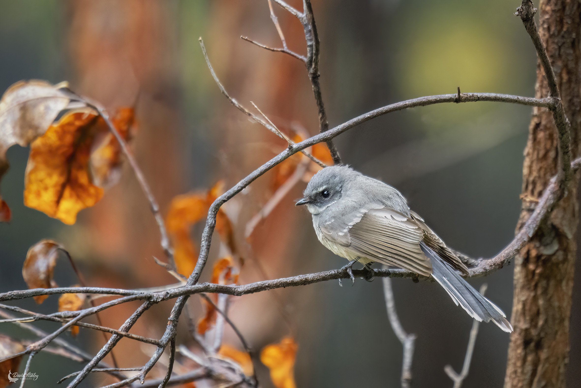 Grey Fantail. (BRL19)