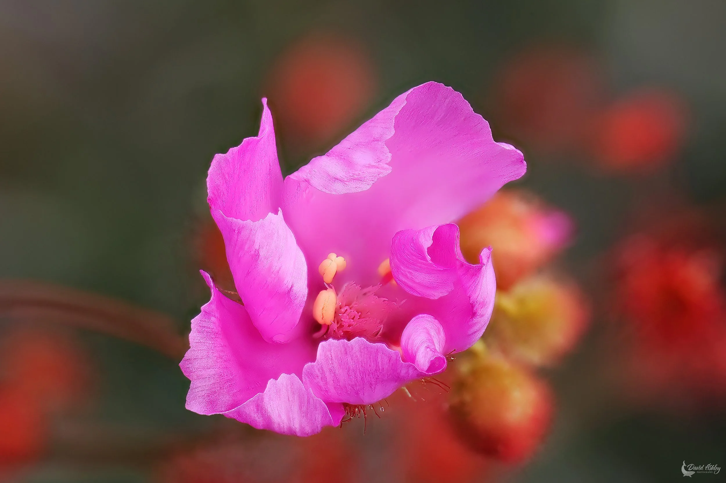 Clarkia. (FWR07)