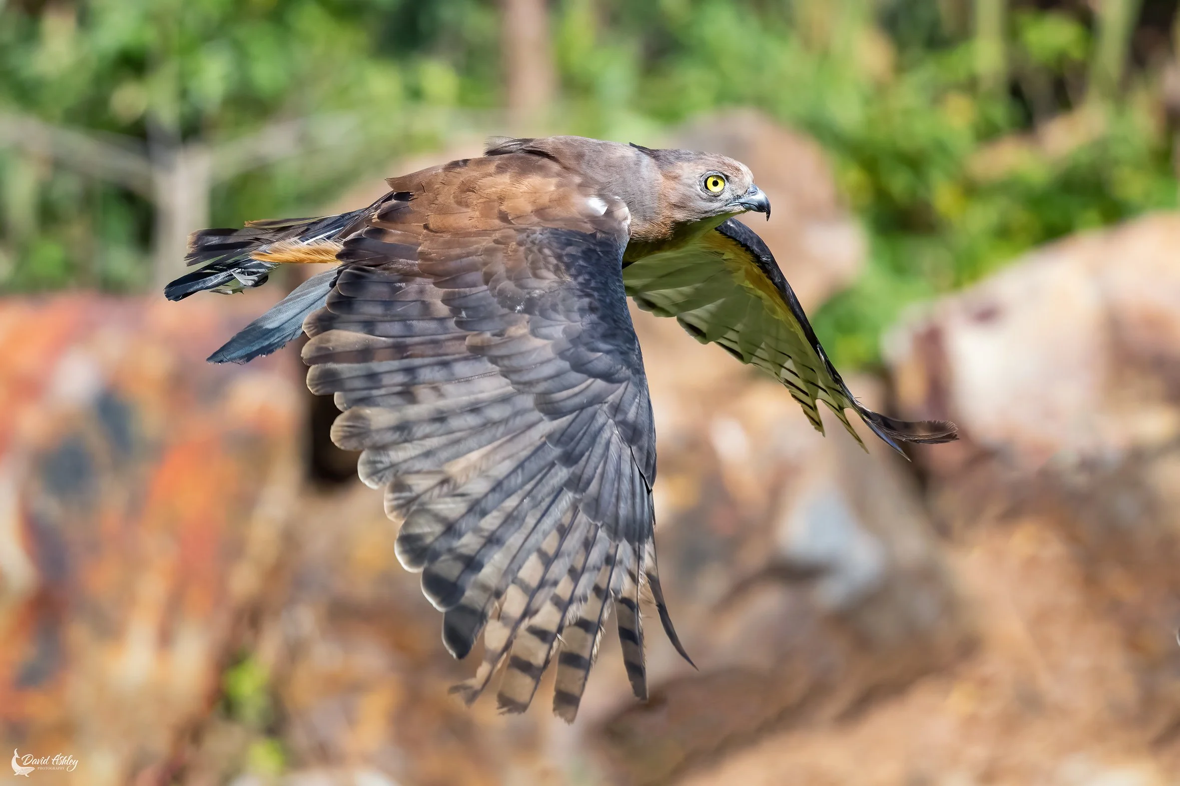 Spotted Harrier. (BRL45)