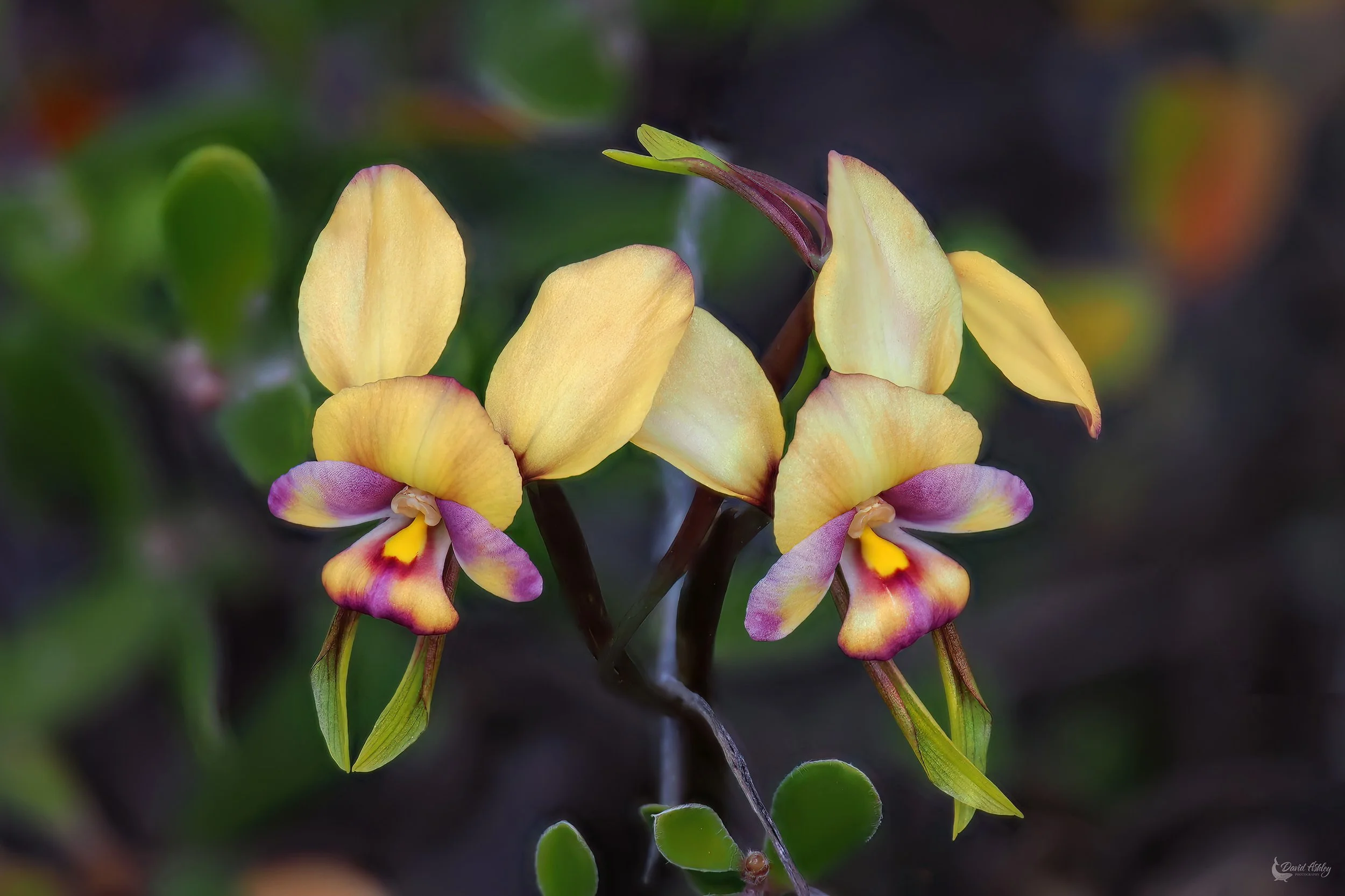 Donkey Orchids. (FWR01)