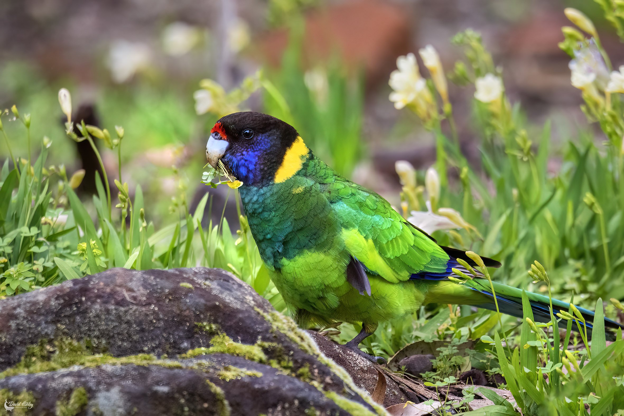 Australian Ringneck. (BRL38)
