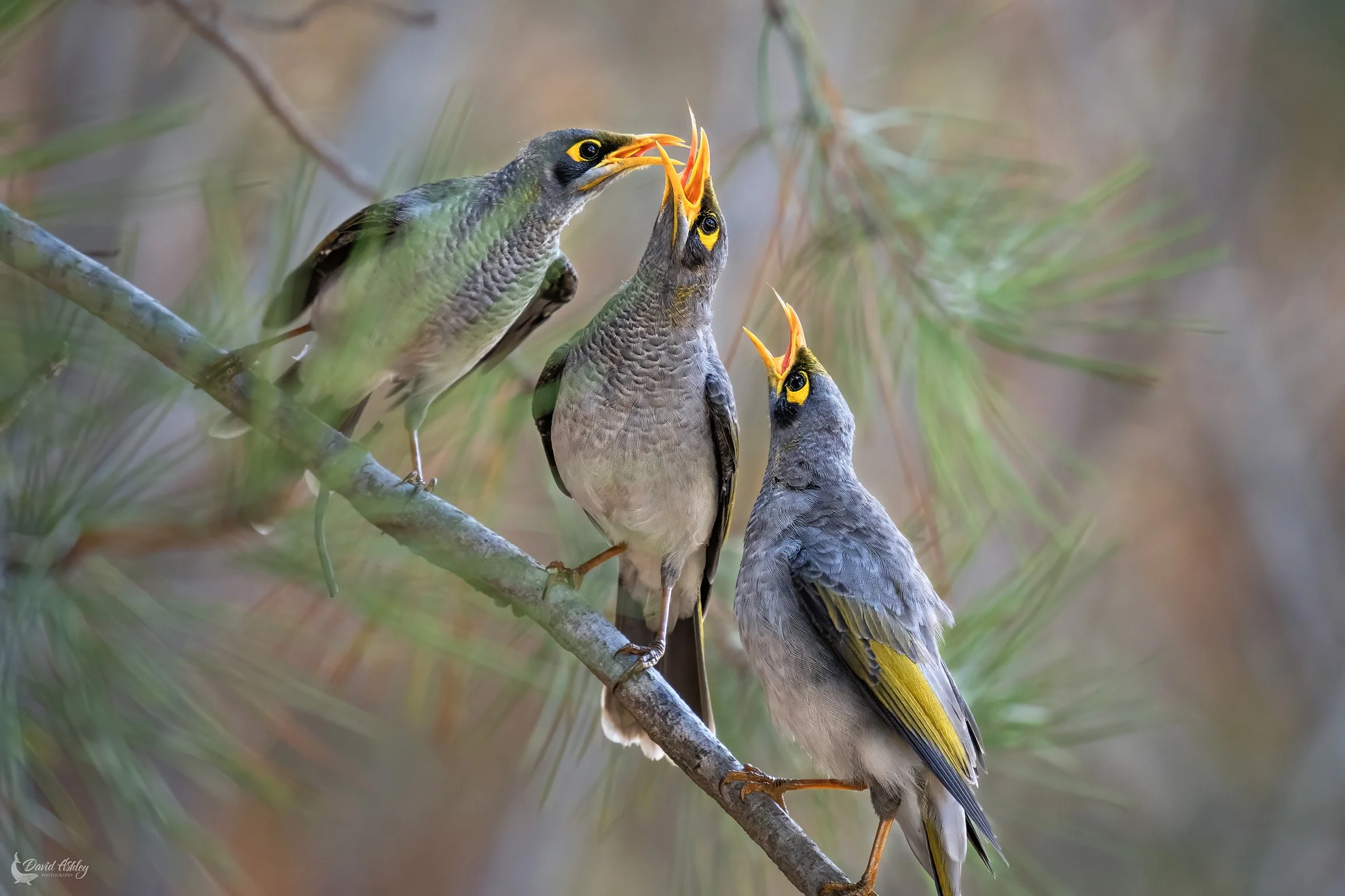 Yellow-throated Miners (Noisey Miners) (BRL31)