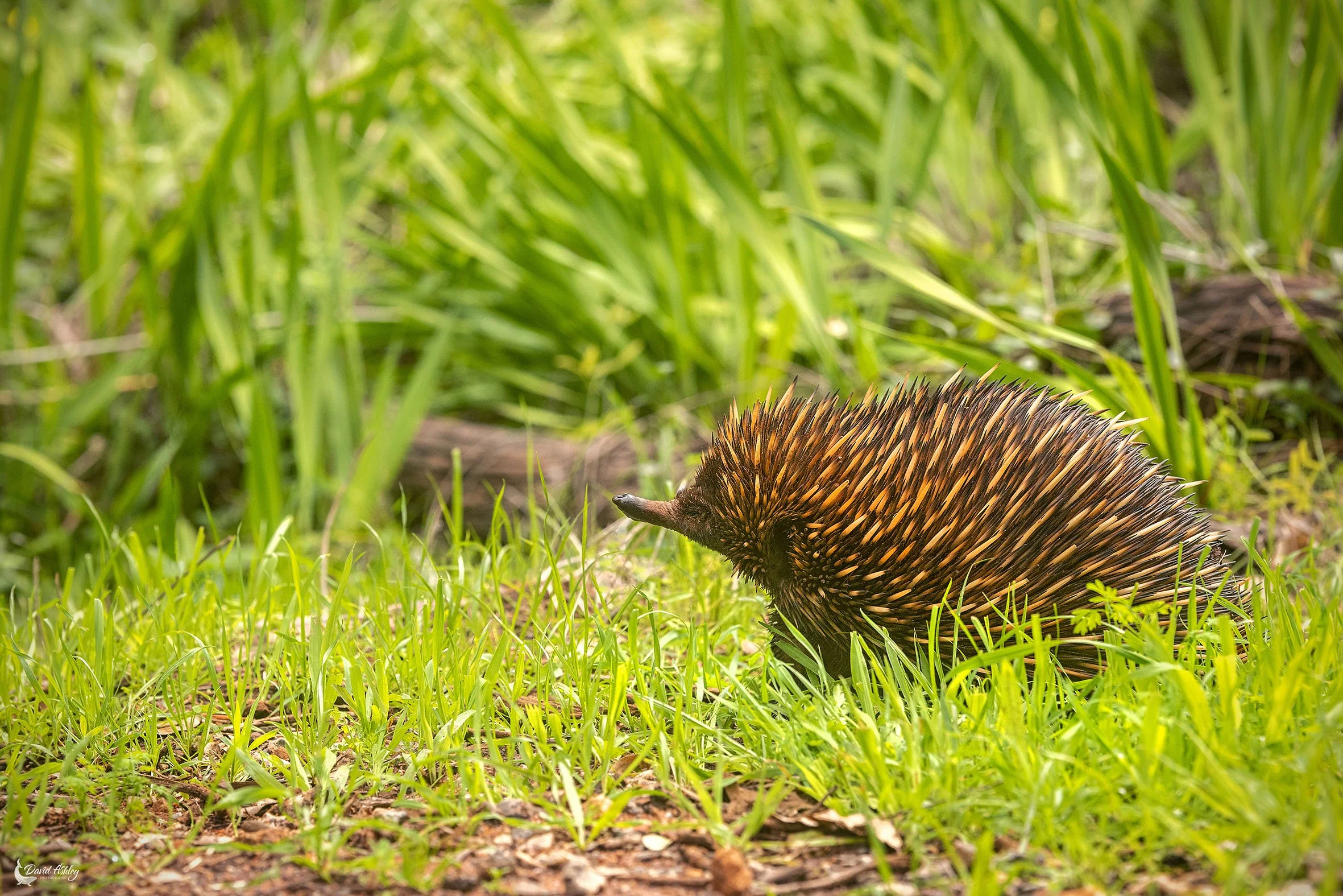 Short-beaked Echidna. (WDL20)