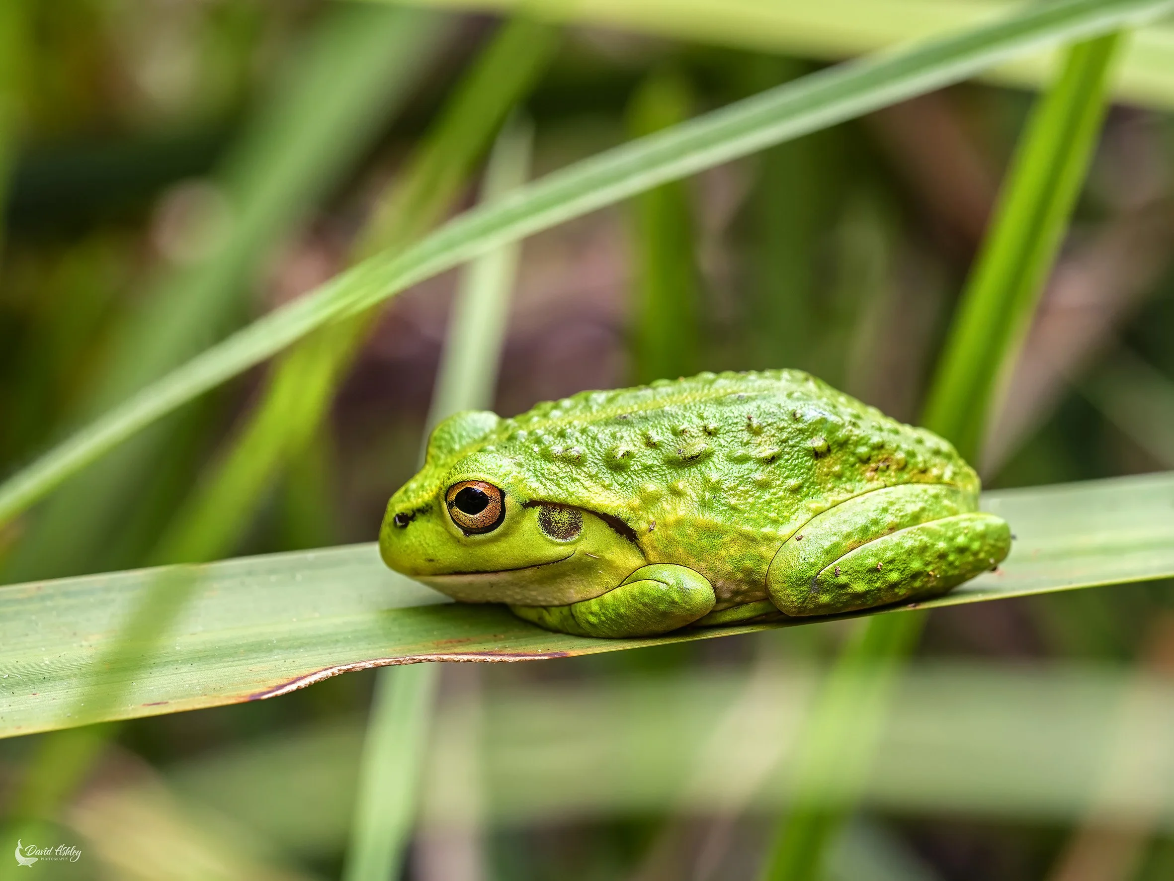Motorbike Frog. (WDL21)