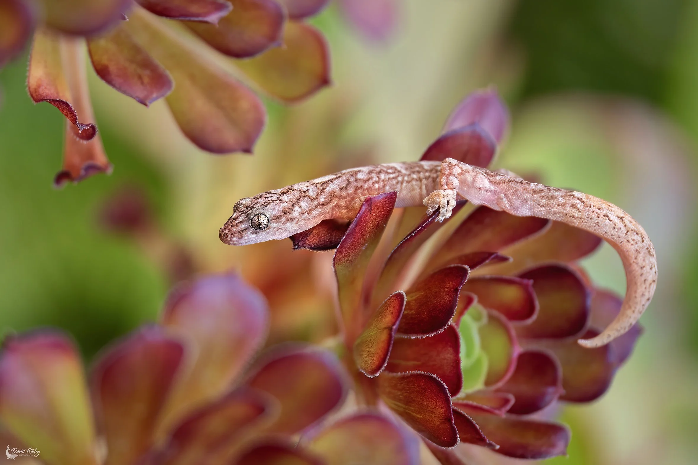Marbled Gecko. (WDL05)