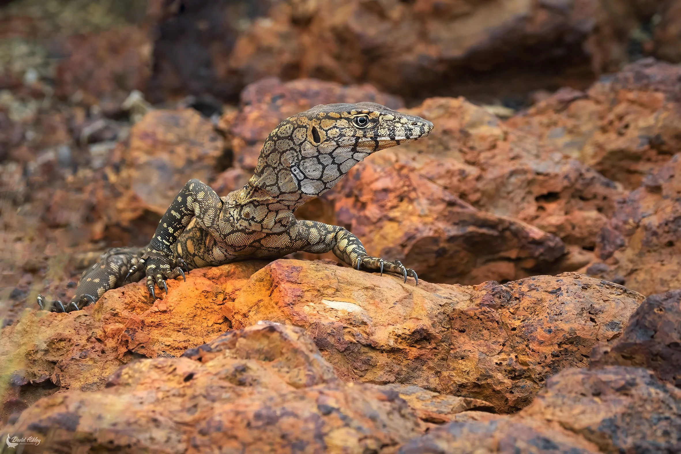 Perentie. (WDL02)