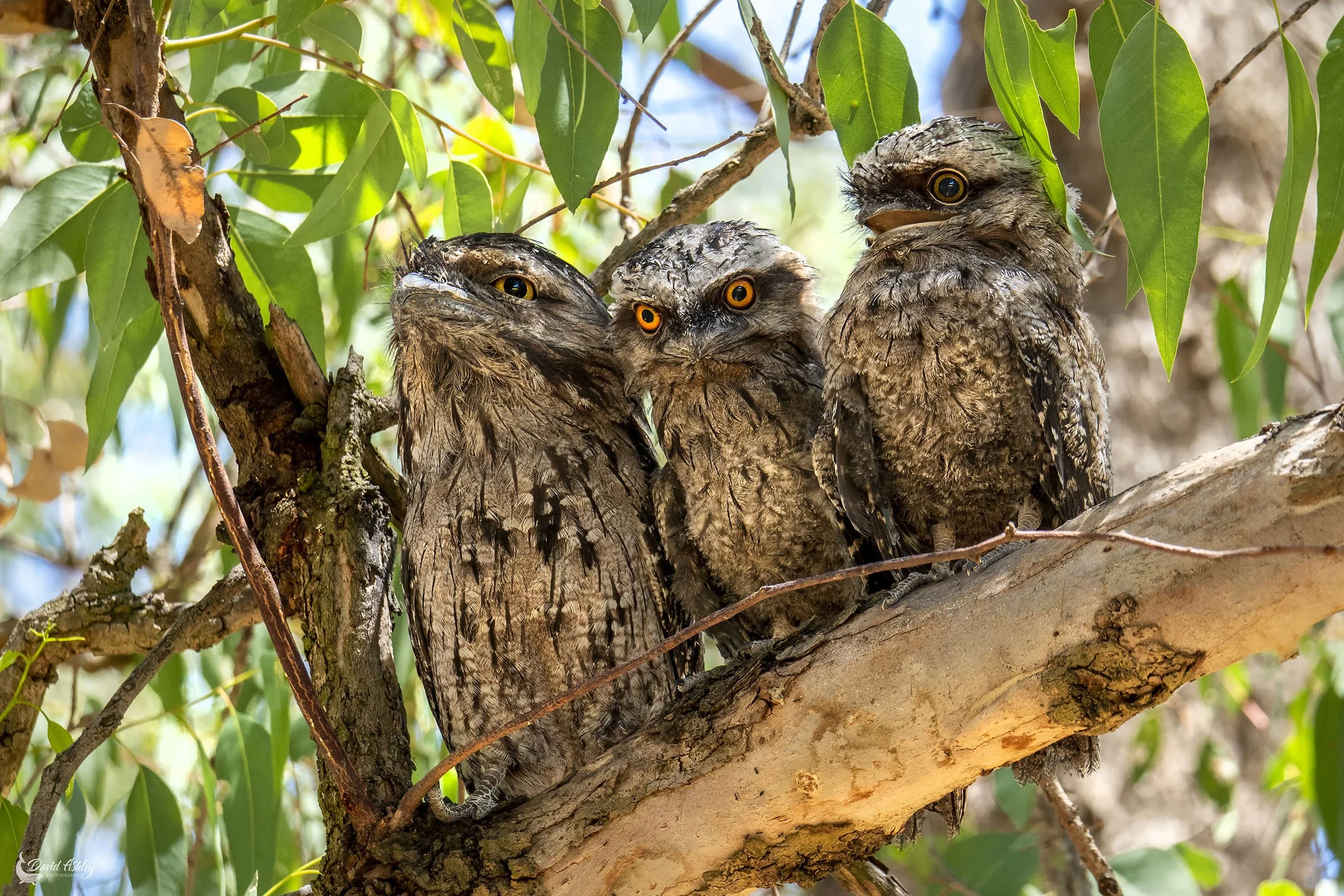 'Two's Company...'  Tawny Frogmouth Family. (BRL09)