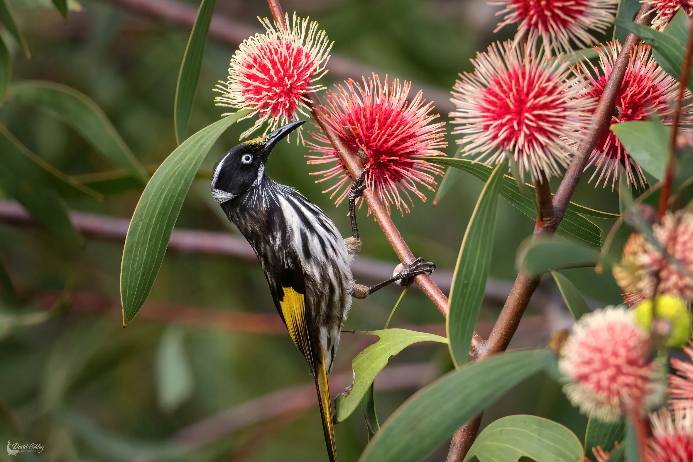 New Holland Honeyeater. (BRL10)
