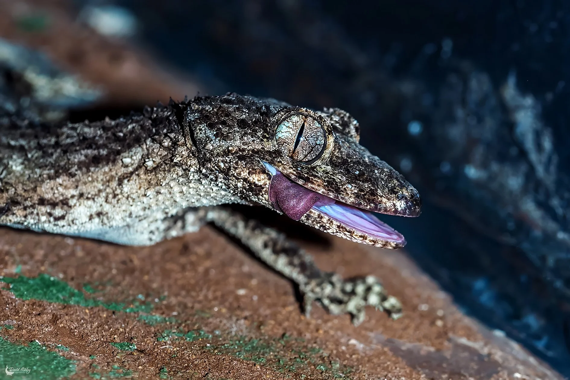 Henkel's leaf-tailed Gecko. (WDL19)