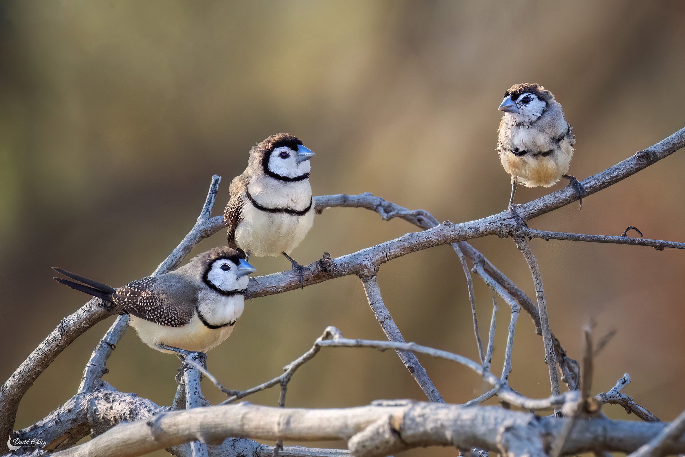 Double-barred Finch. (BRL08)