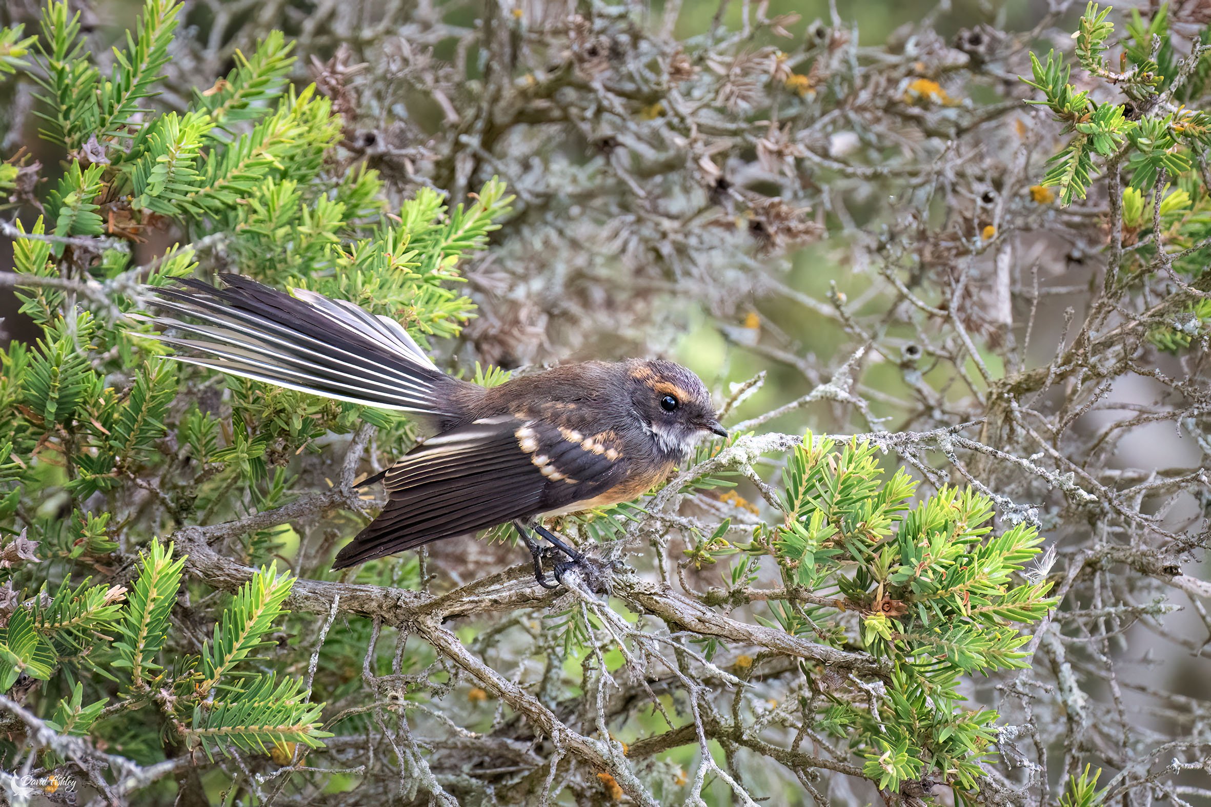 Juvenile Grey Fantail. (BRL48)