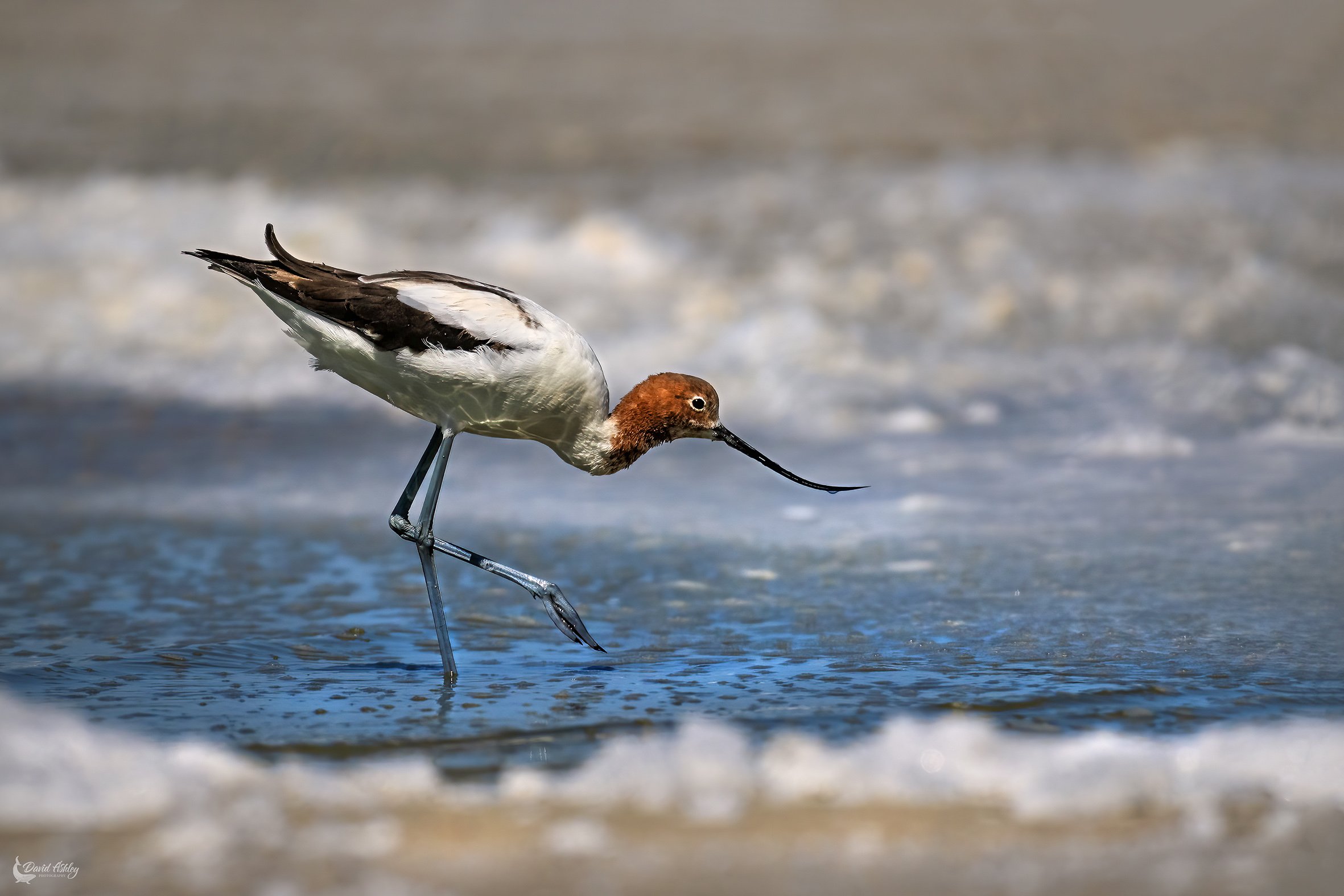 Red-necked Advocet. (BRL47)