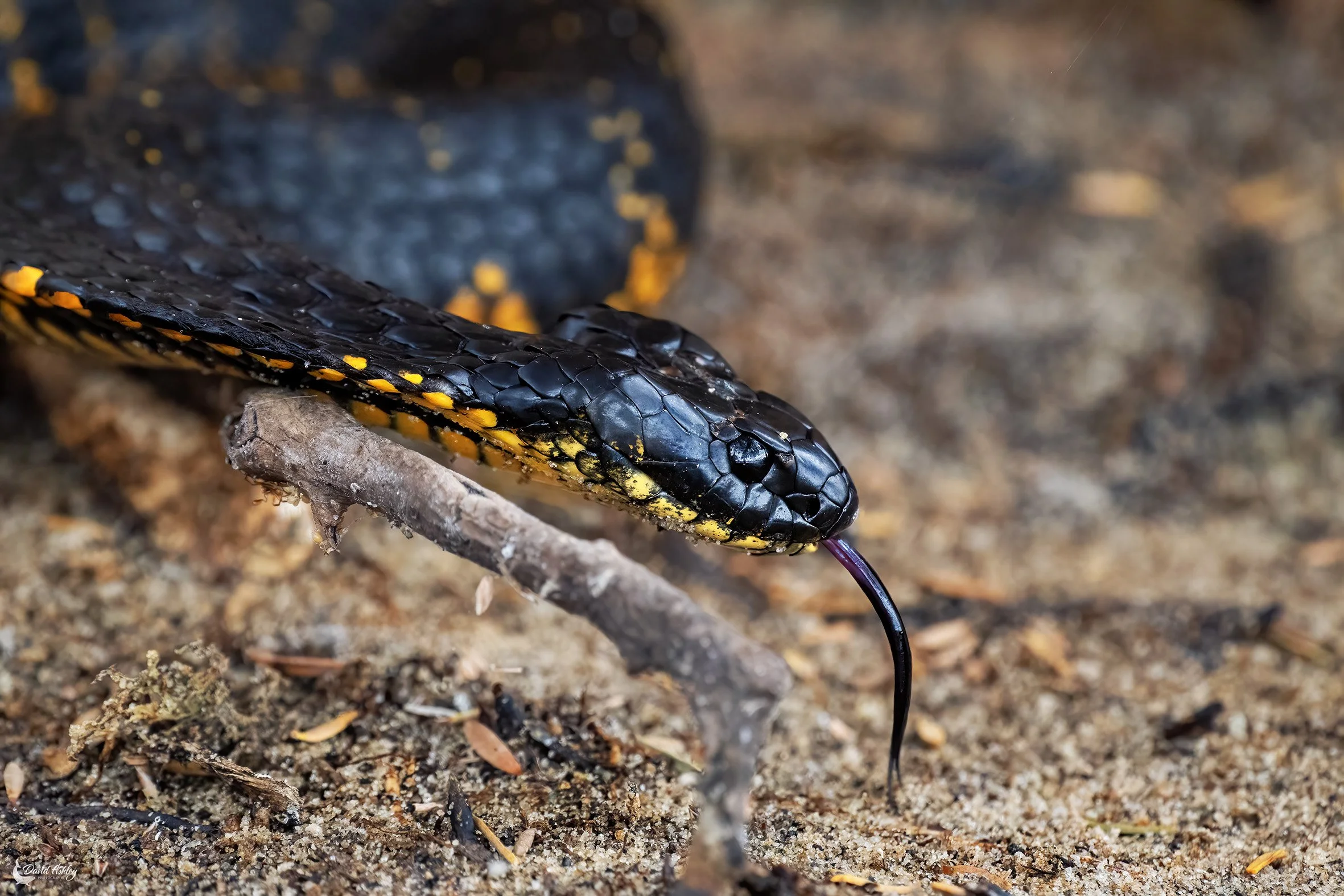 Tiger Snake. (WDL25)