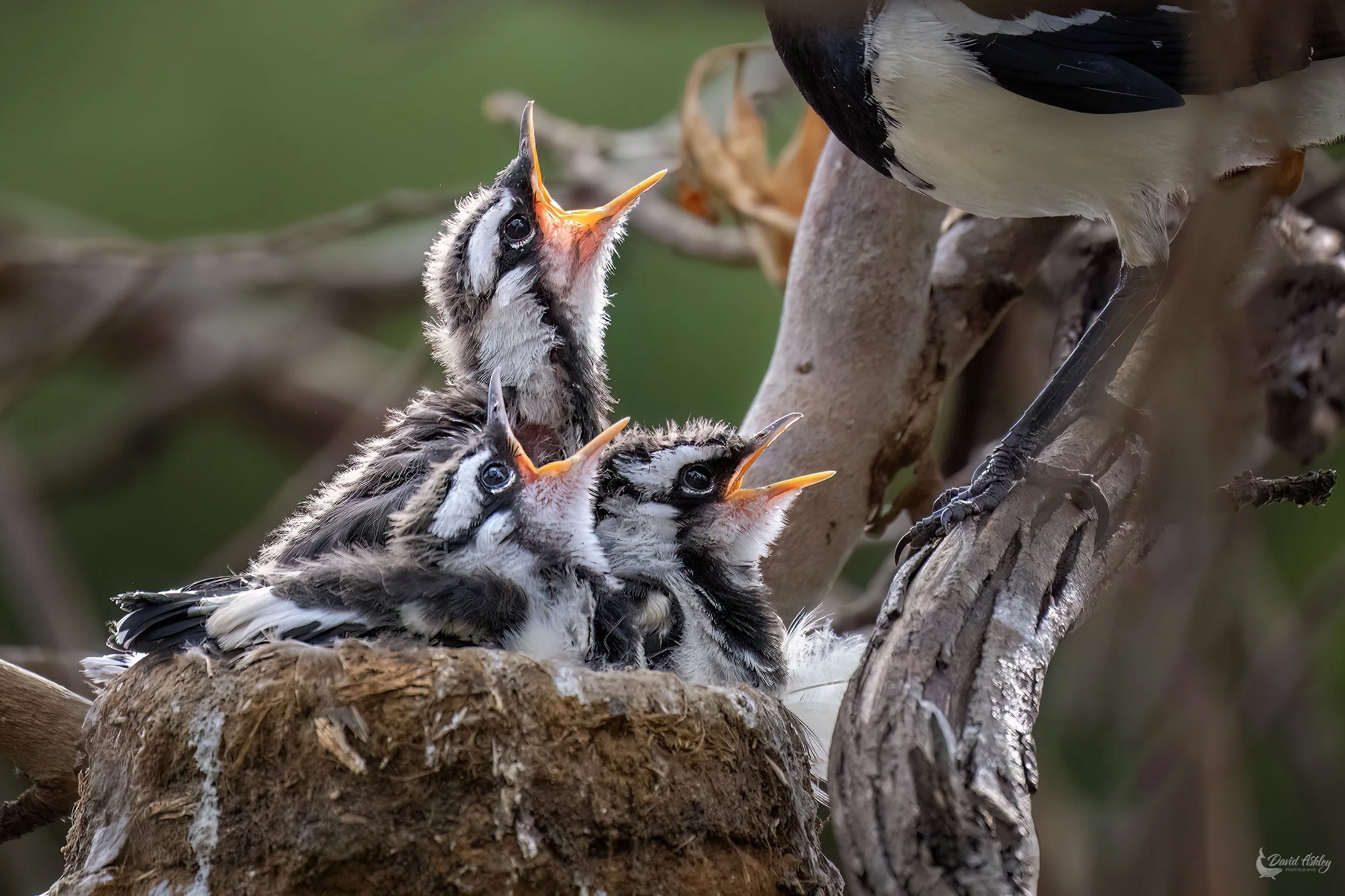 Magpie-lark chicks. (BRL20)