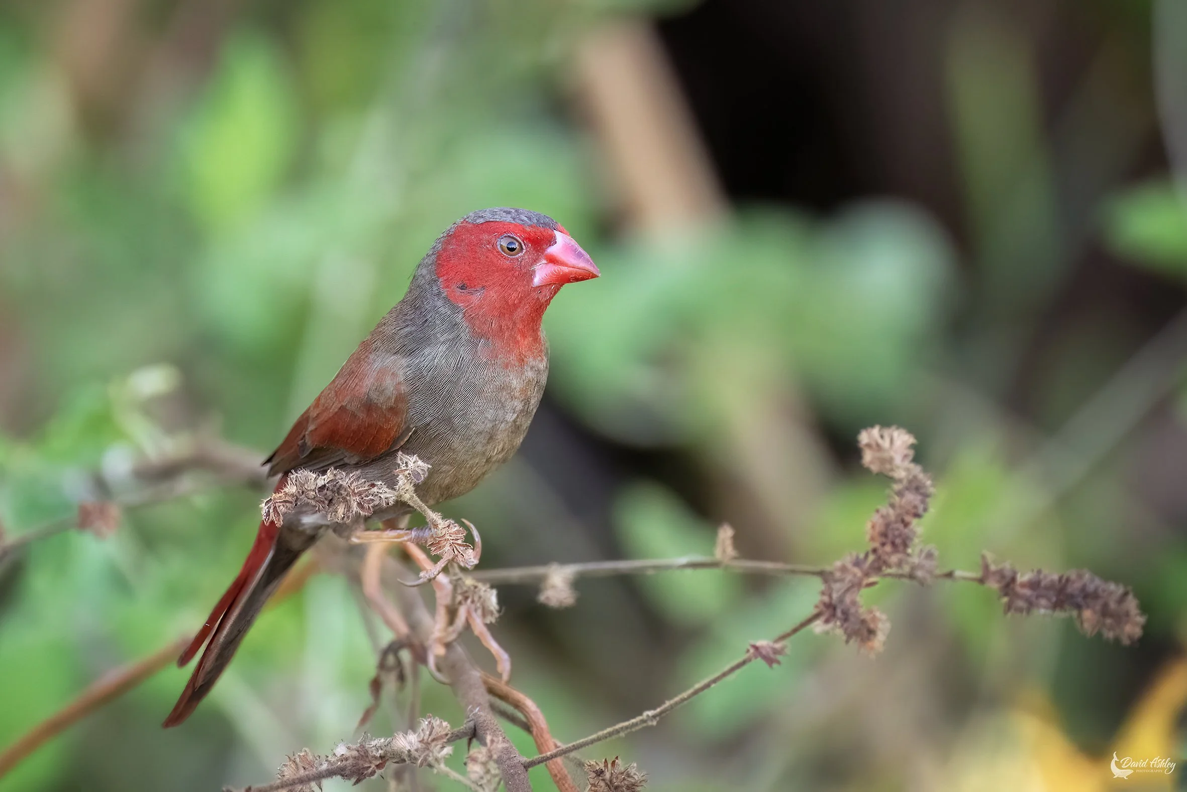Crimson Finch. (BRL56)