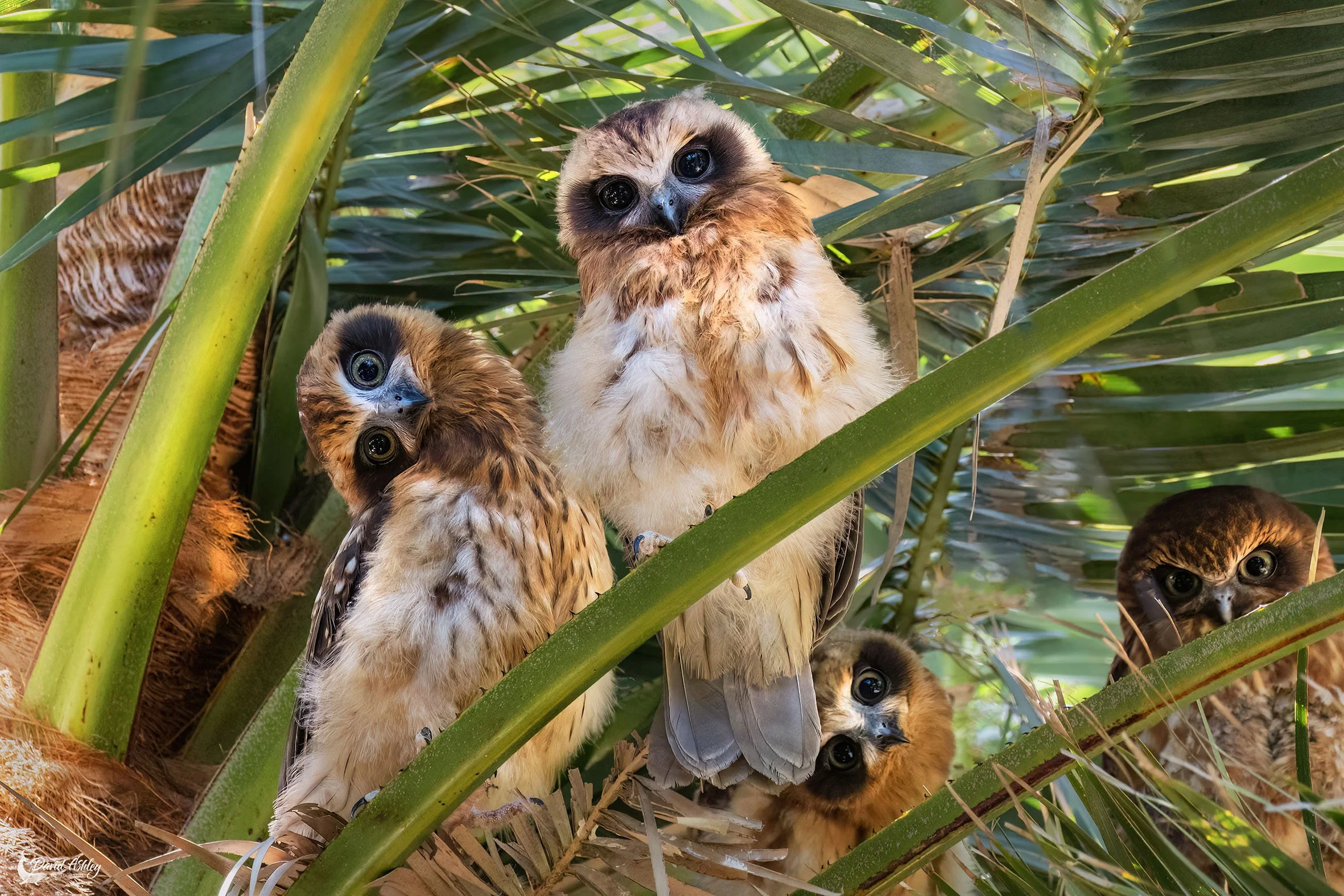 Boobook Owls. (BRL03)