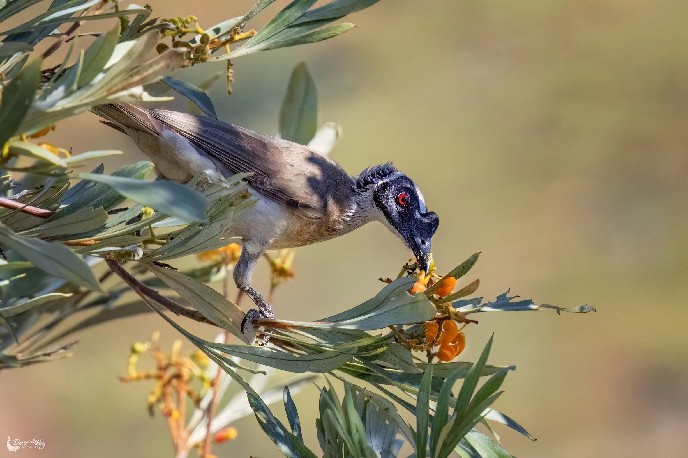 Silver-crowned Friarbird. (BRL44)