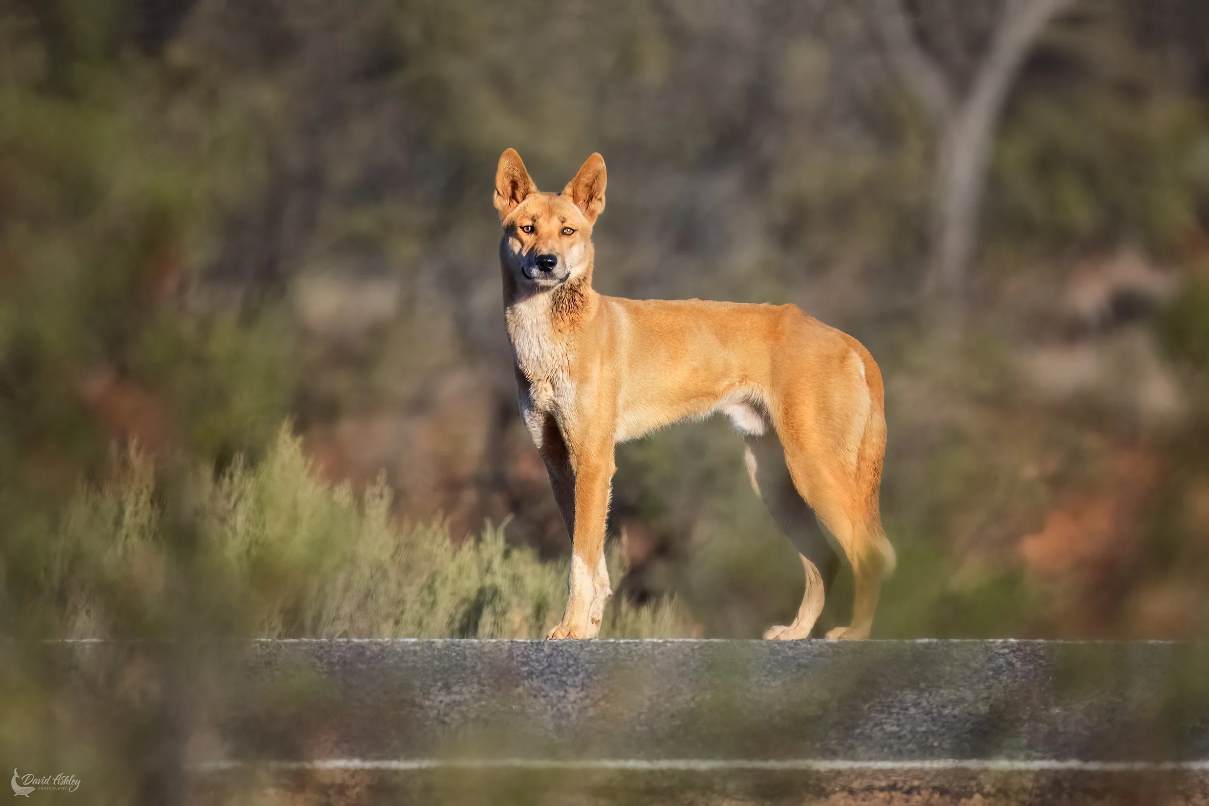 Dingo. (WDL23)