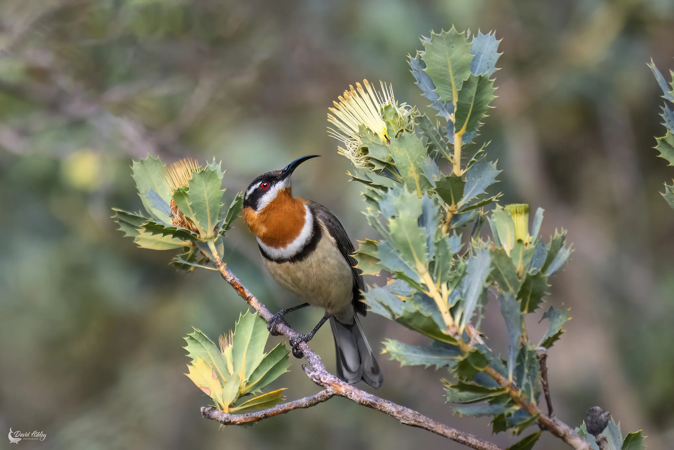 Western Spinebill. (BRL02)