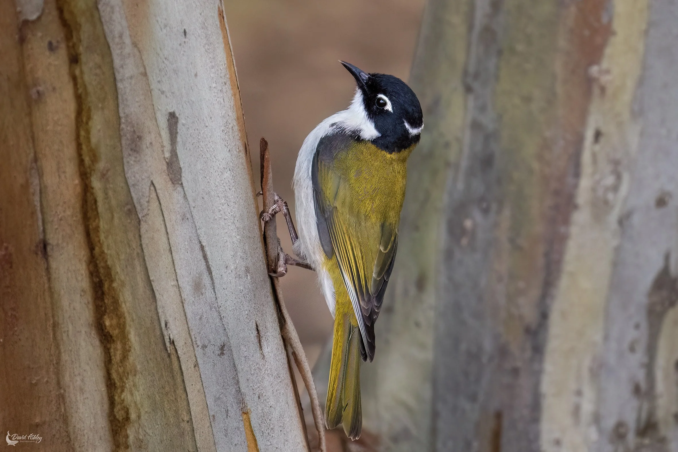 Gilbert's Honeyeater. (BRL46)