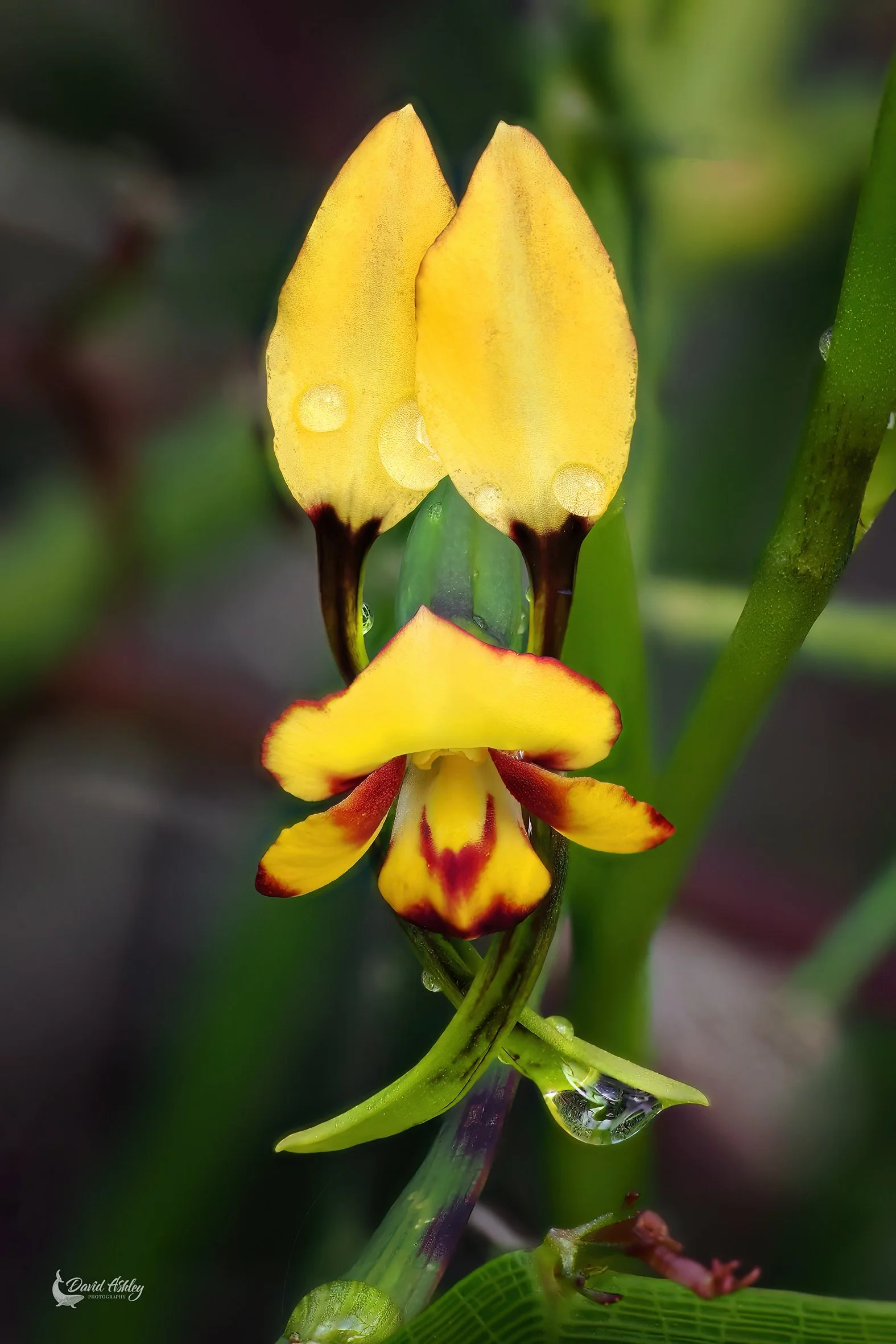 Donkey Orchid. (FWR15)