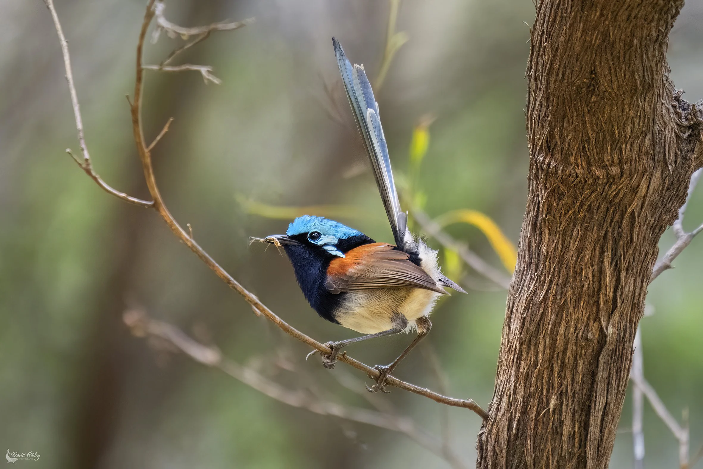 Red-winged Fairywren. (BRL39)