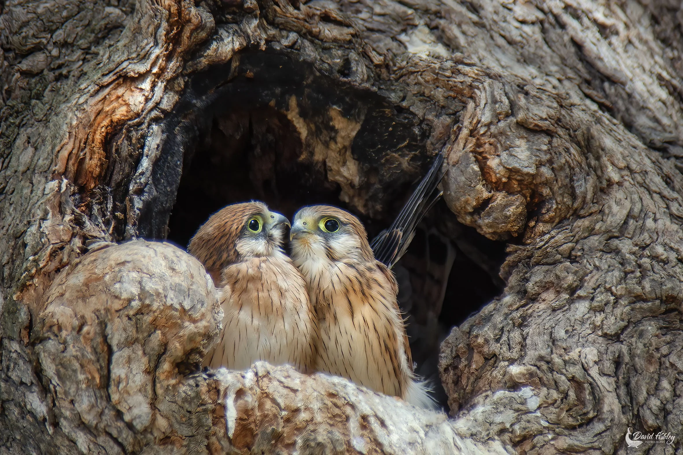 Nankeen Kestrel Chicks. (BRL59)