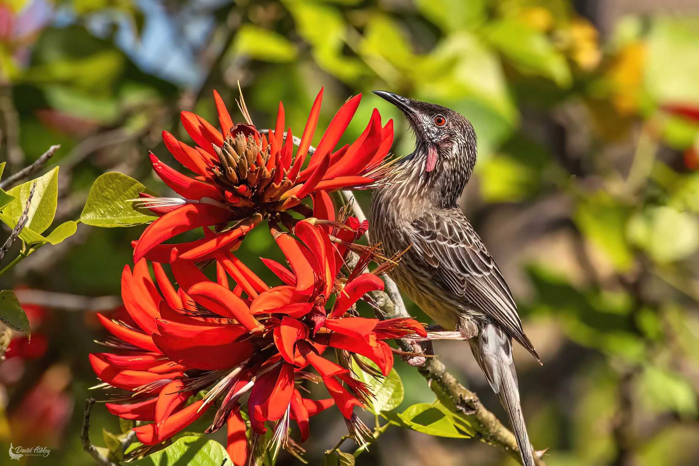 Red Wattle Bird. (BRL12)