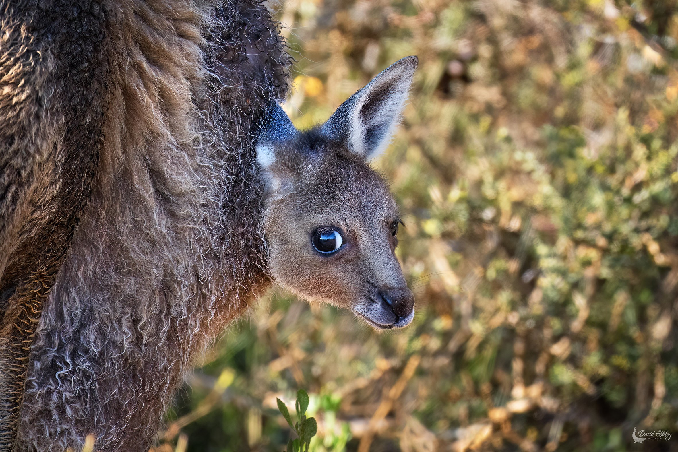 Kangaroo Joey. (WDL06)