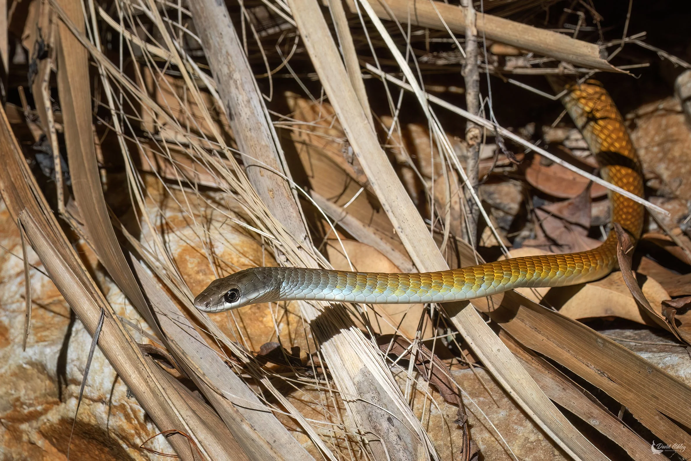 Golden Tree Snake. (WDL10)