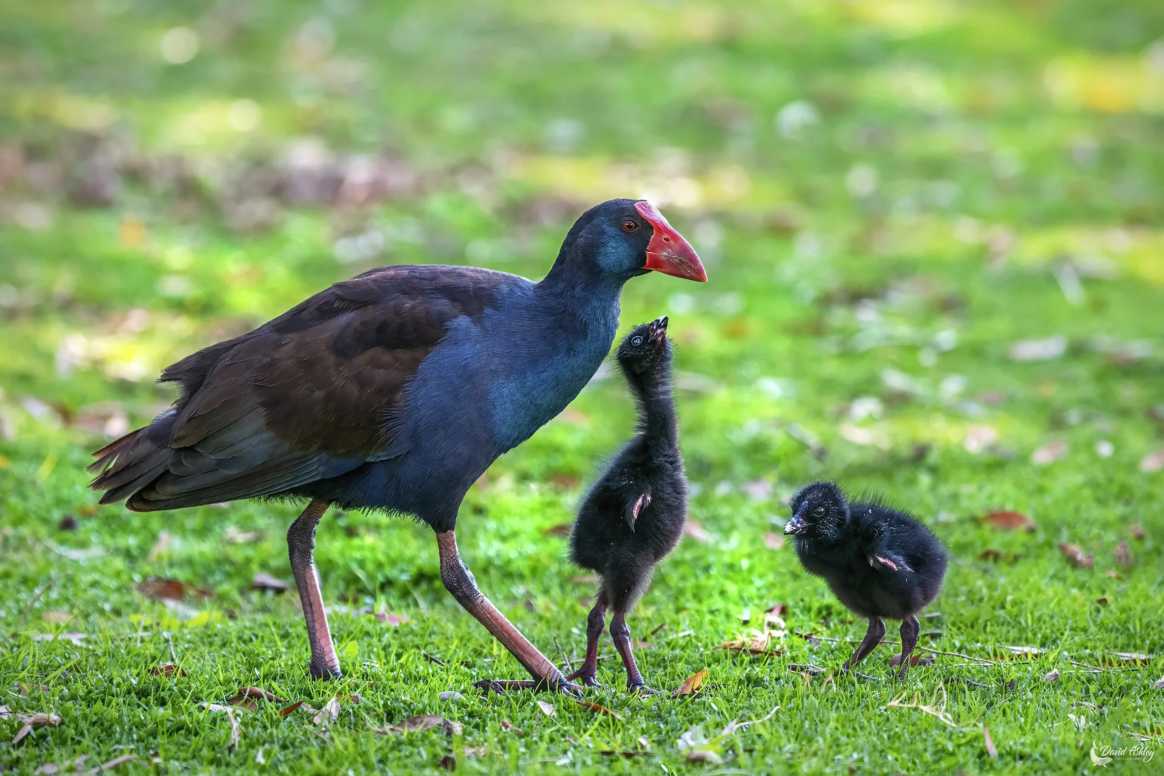 Purple Swamphen family. (BRL17)