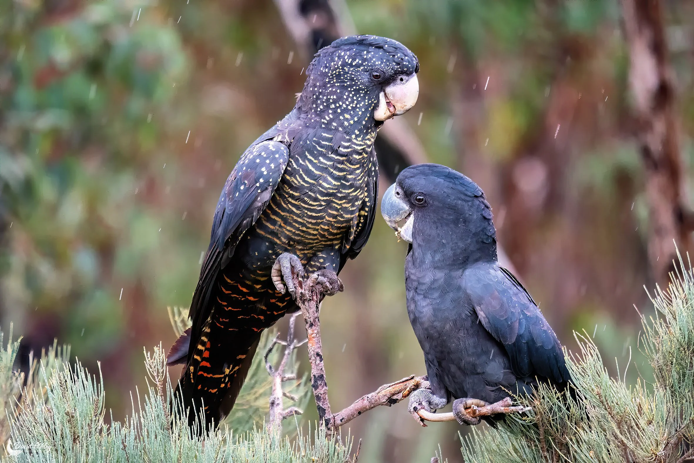 Red-tailed Black Cockatoos. (BRL15)