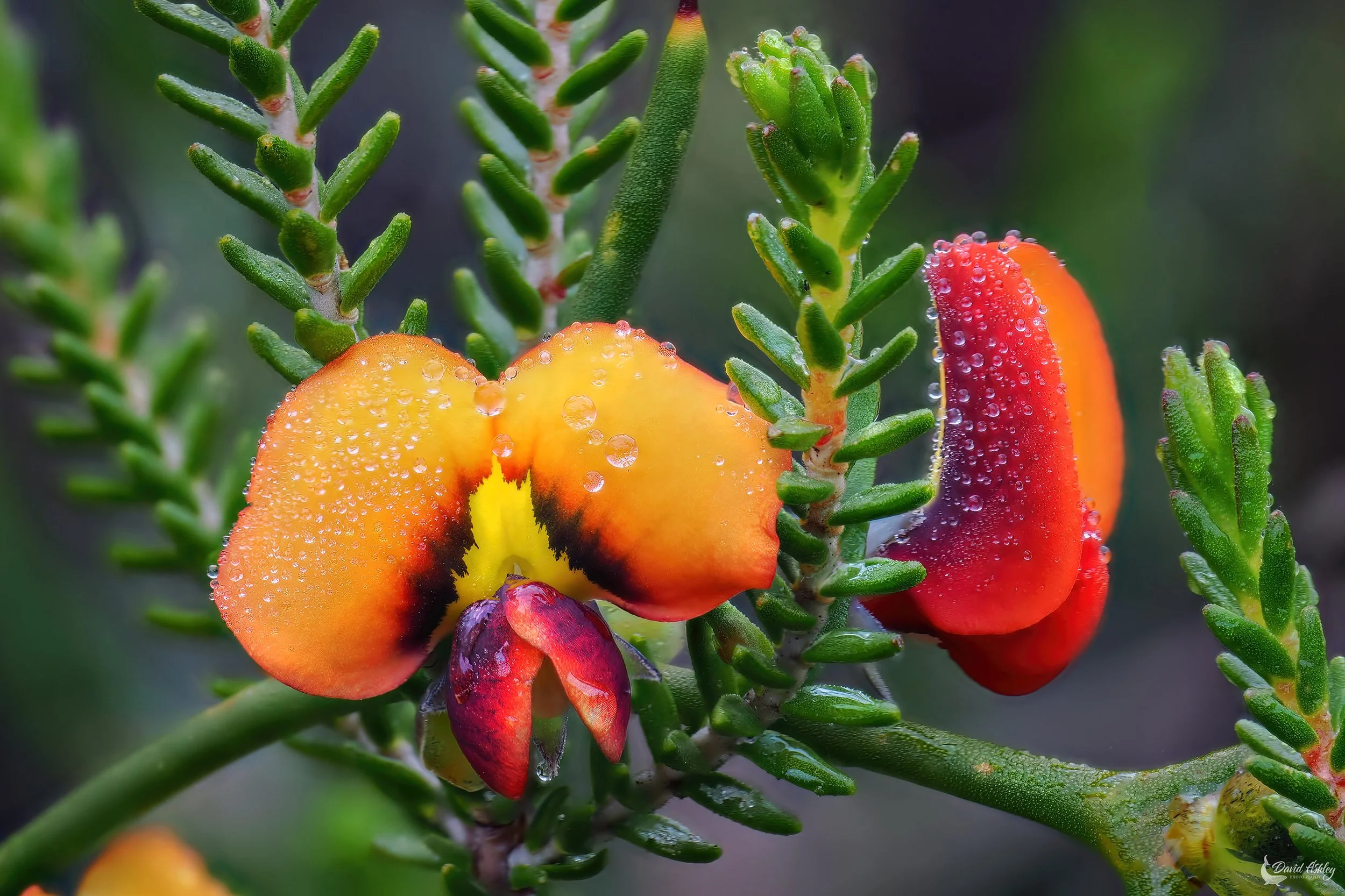 Dillwynia Phylicoides. (FWR06)