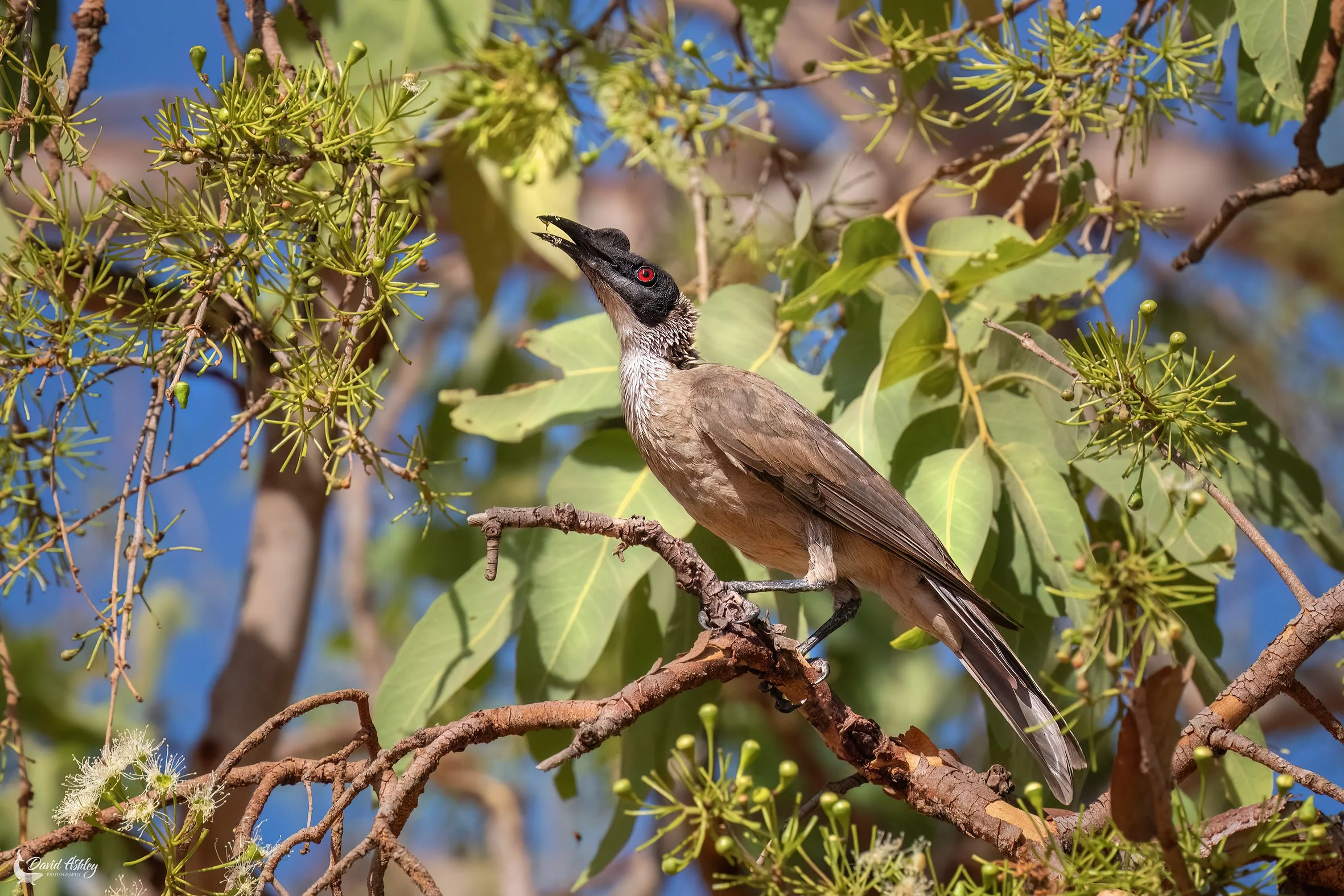 Noisy Friarbird. (BRL58)