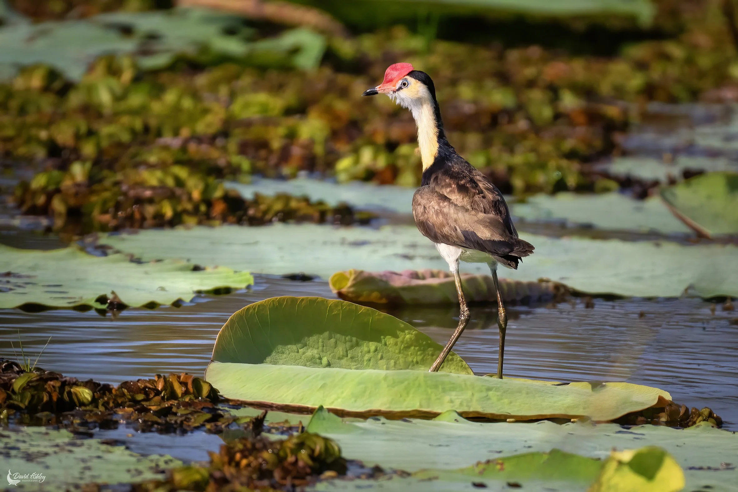 Comb-crested Jacana. (BRL14)