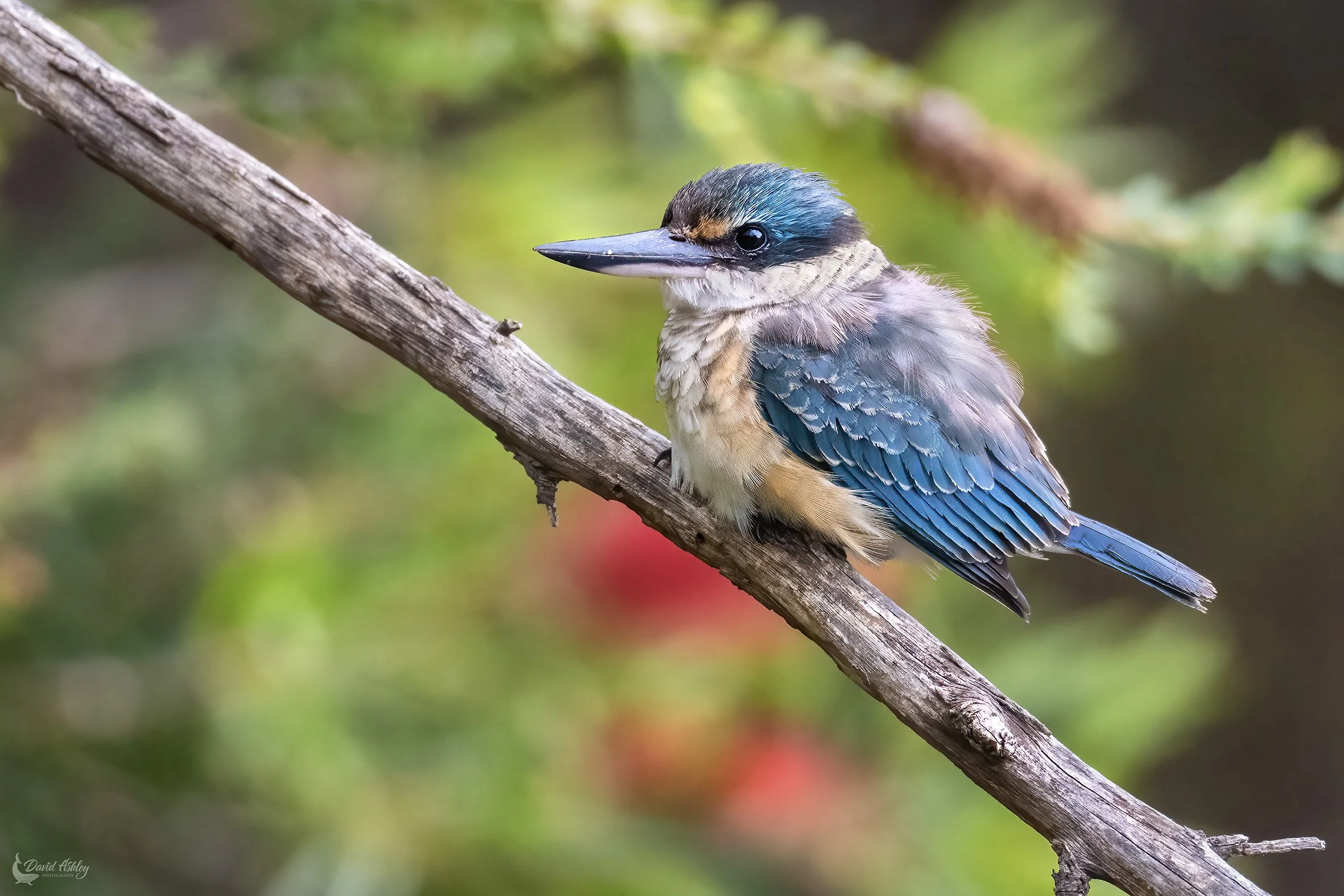 Sacred Kingfisher. (BRL11)