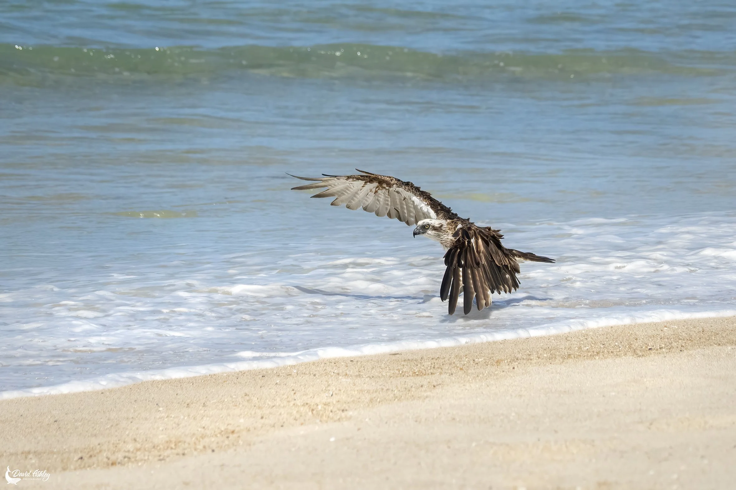 Osprey. (BRL42)