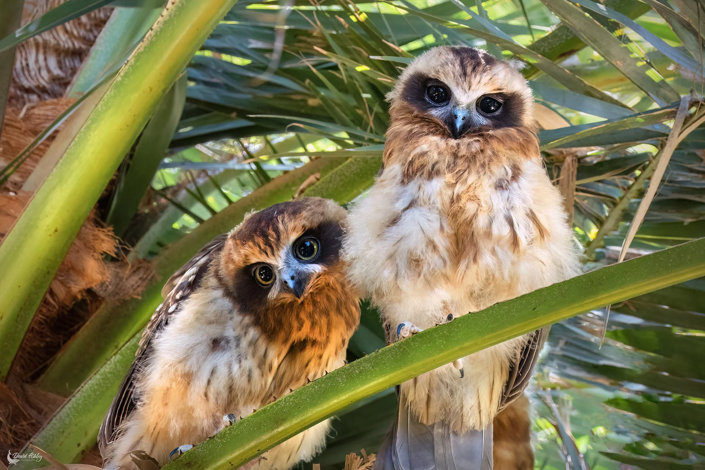 Boo Book Owls. (BRL54)