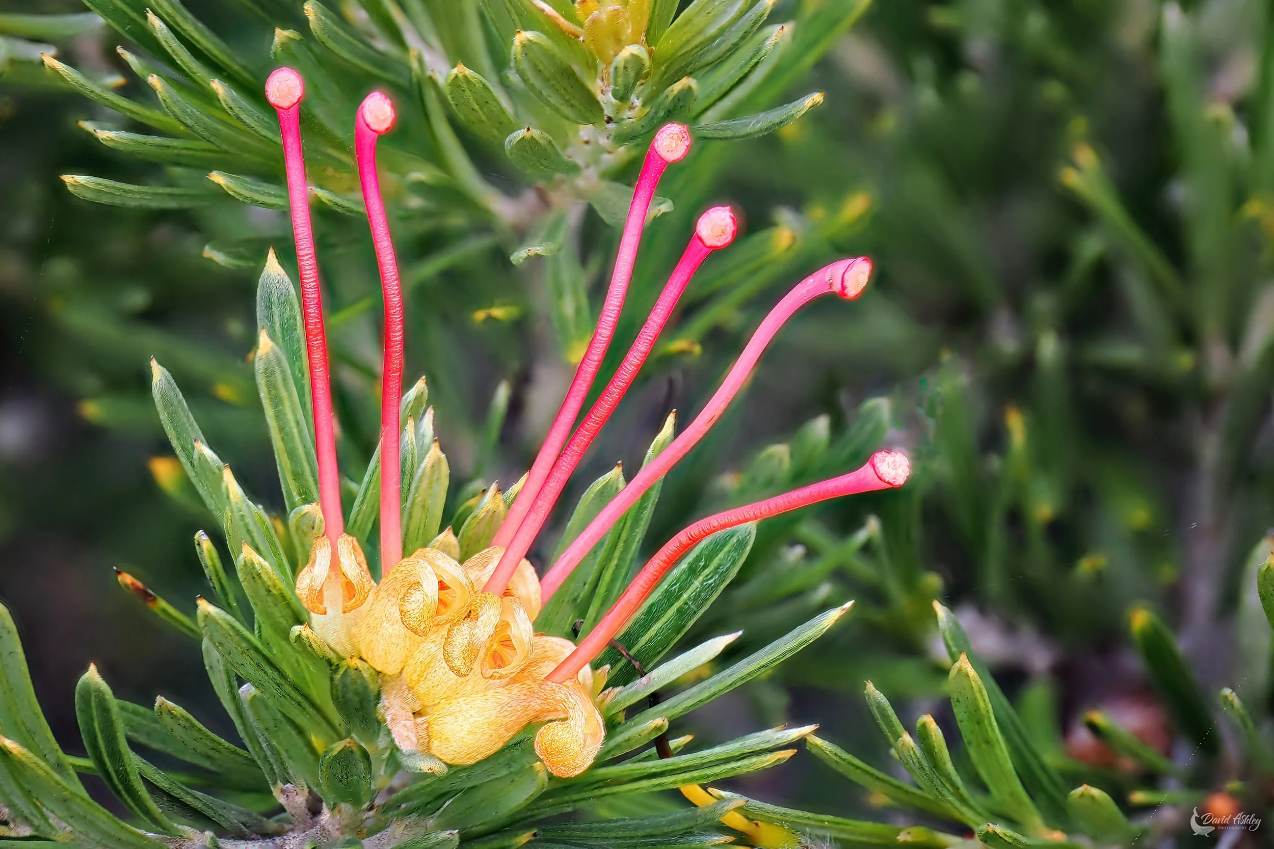 Eucalyptus Caesia. (FWR11)