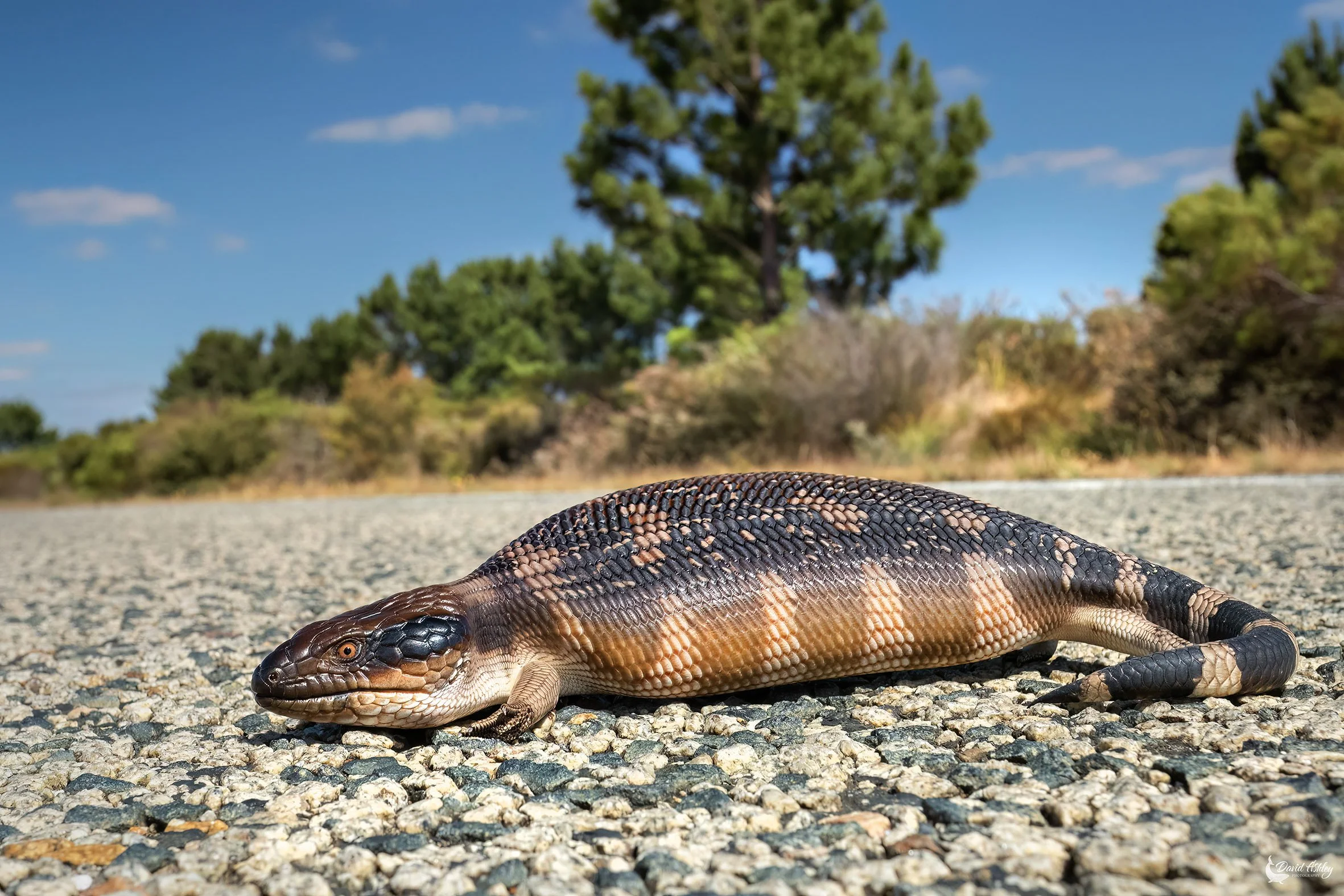 Eastern Blue-tongued Lizard. (WDL03)