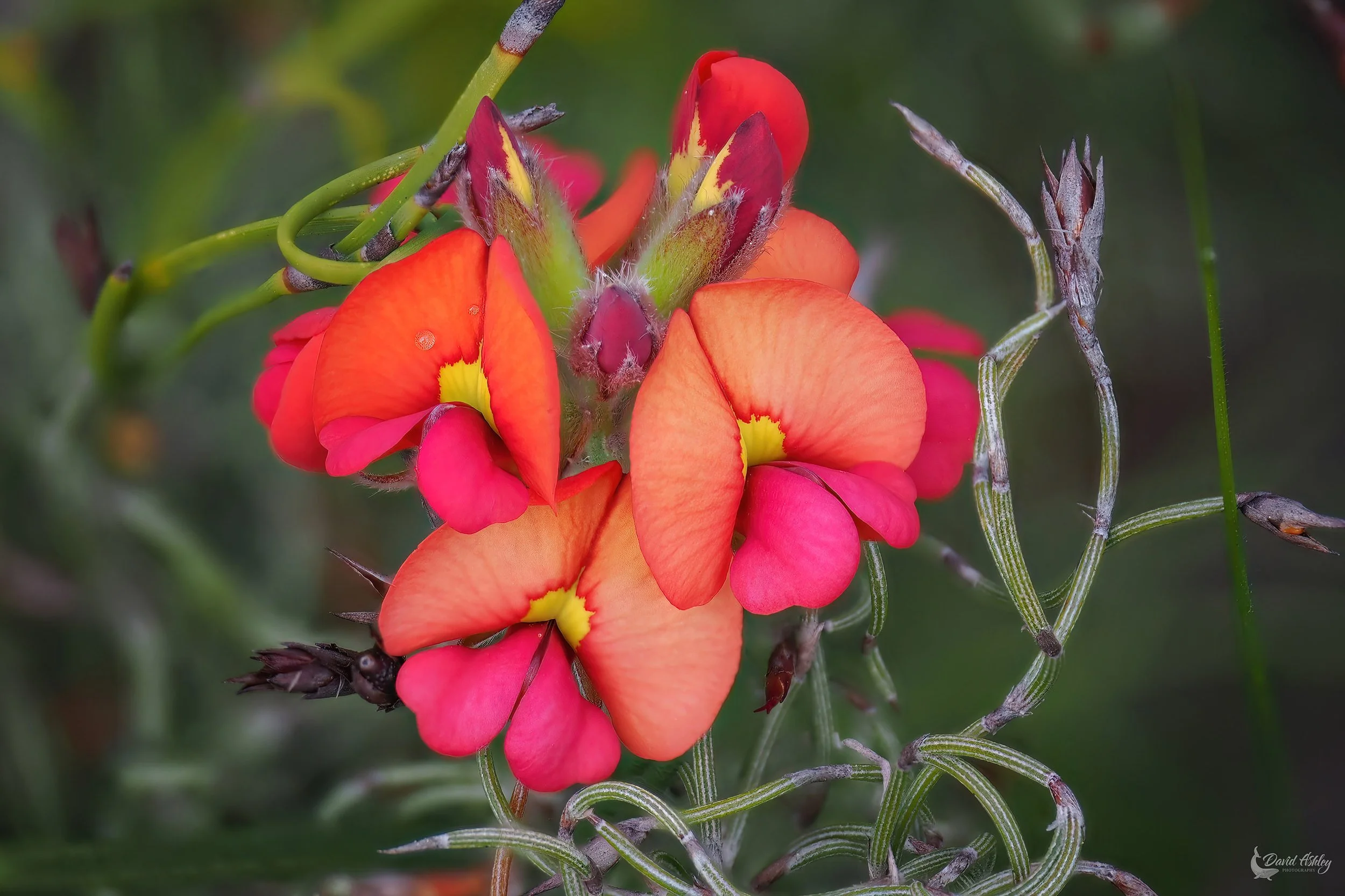 Flame Peas. (FWR02)